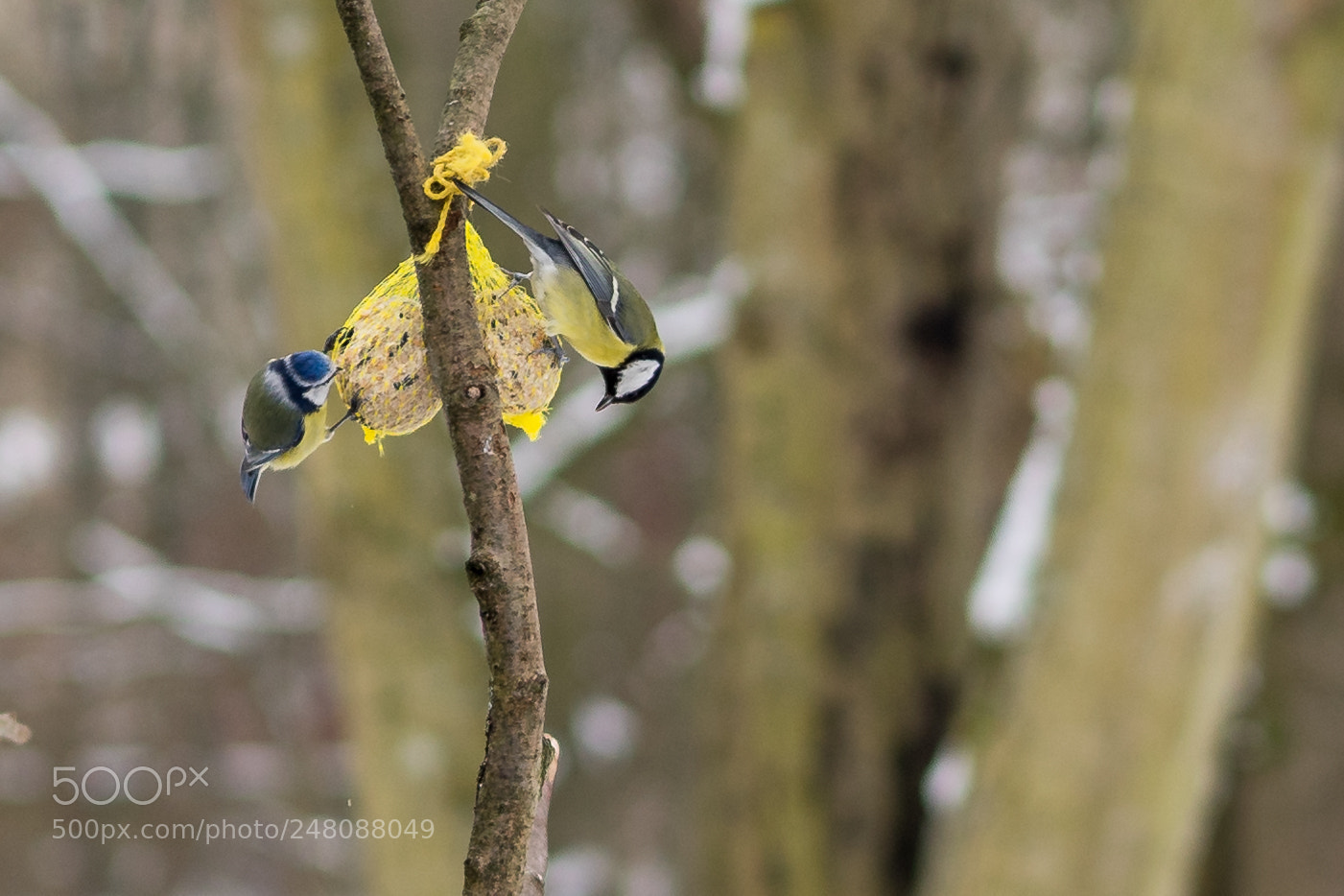 Sony a7 II sample photo. Birds photography