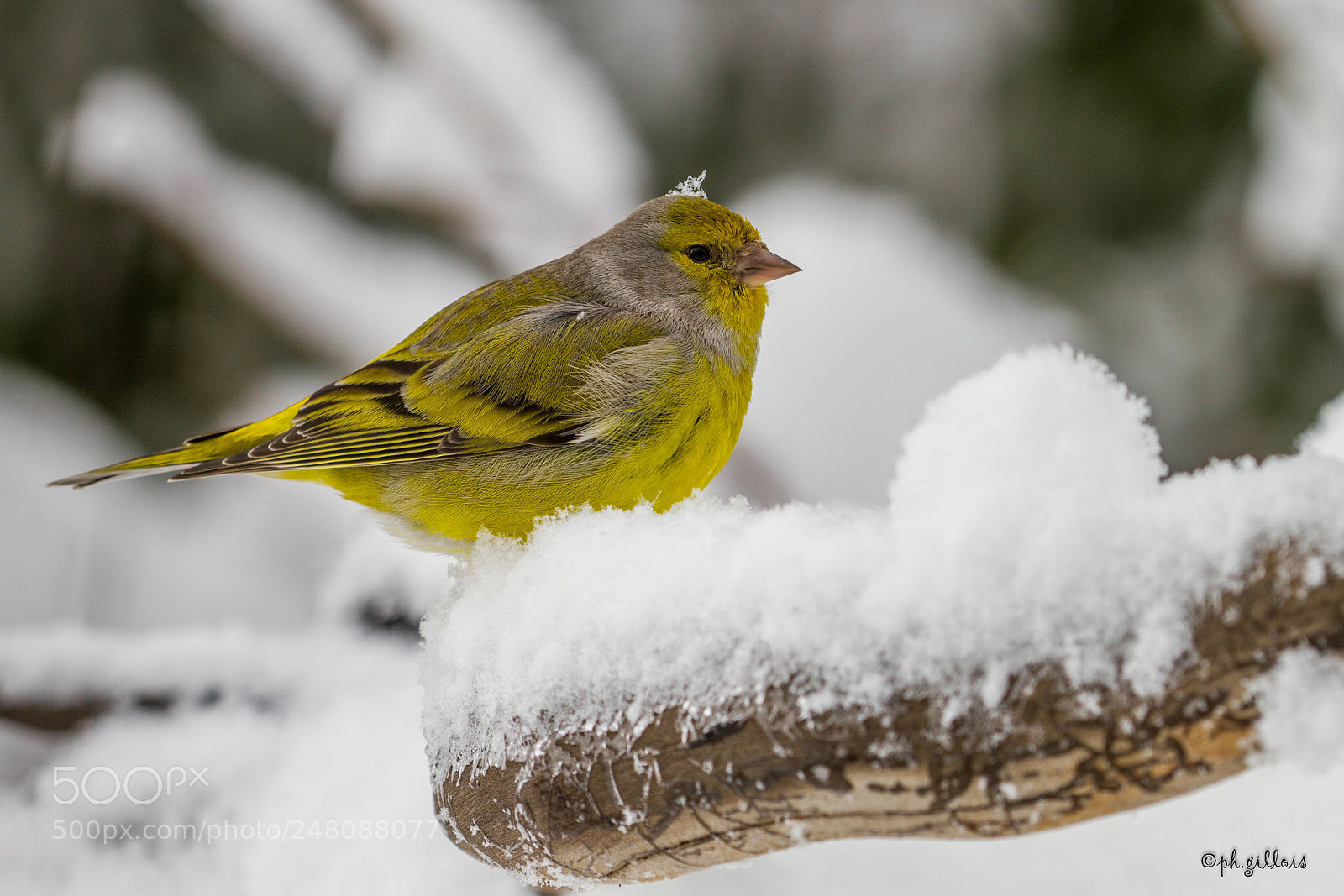 Canon EOS 7D sample photo. Venturon montagnard(carduelis citrinella) photography
