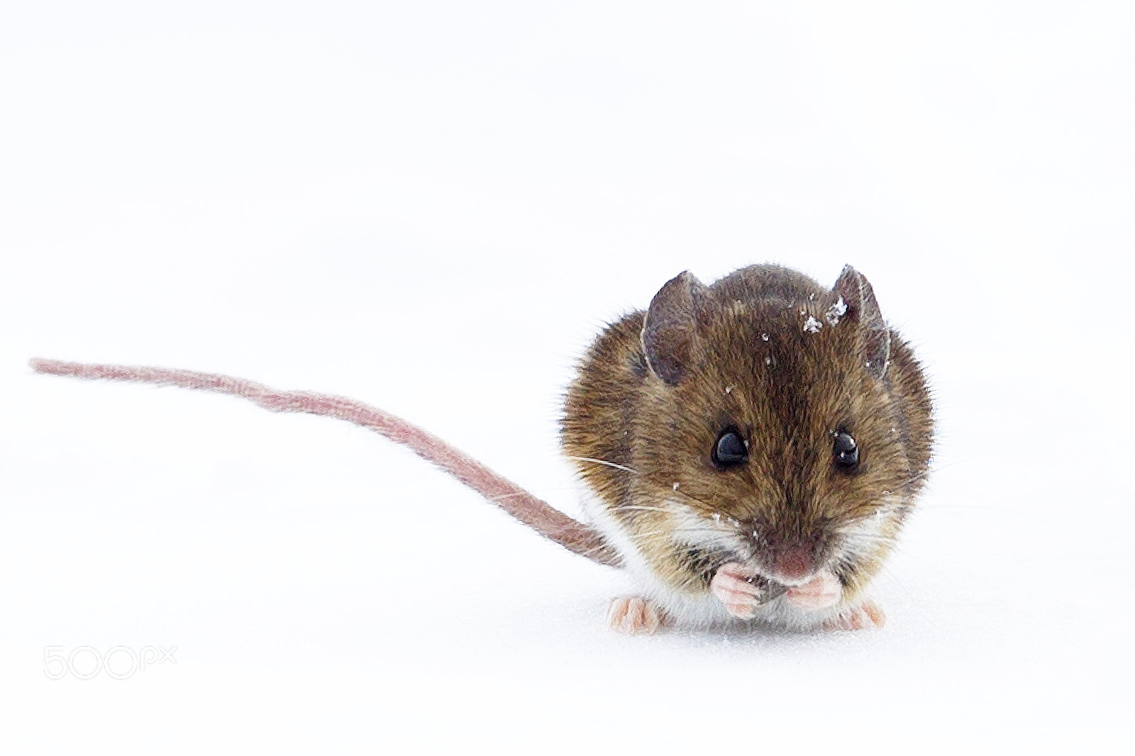 Canon EOS-1D Mark IV sample photo. Wood mouse photography