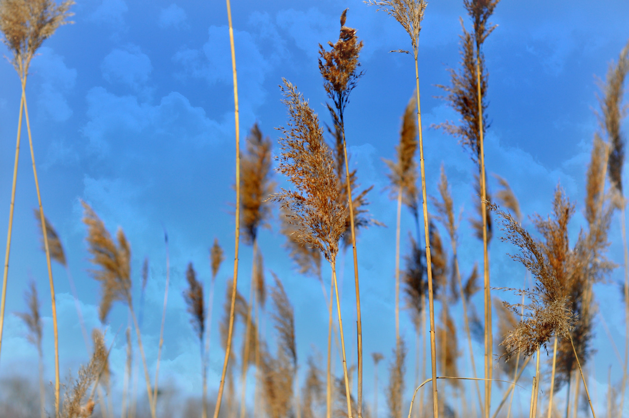 Nikon AF Nikkor 50mm F1.8D sample photo. Marsh grass photography