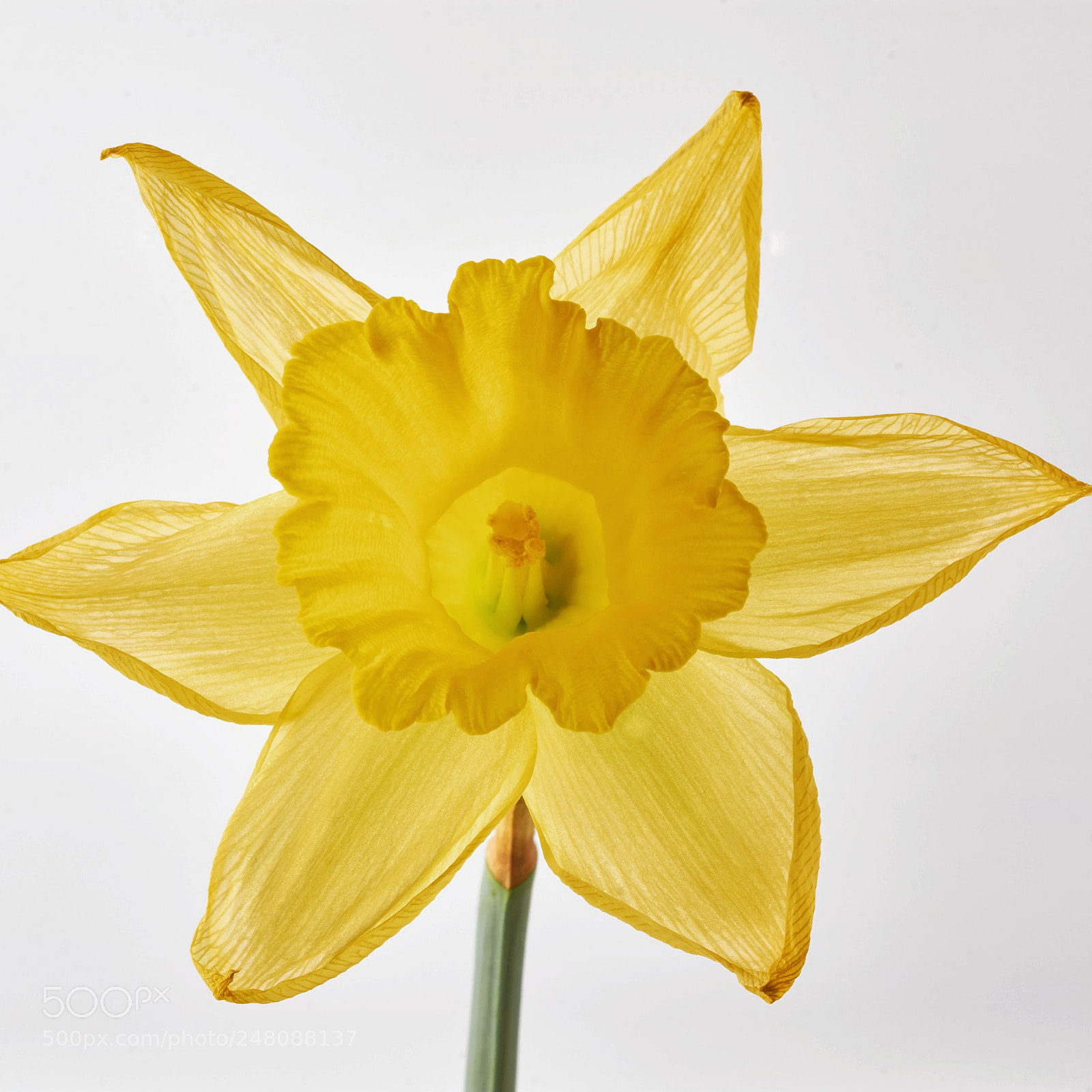Nikon D7200 sample photo. Daffodil photography