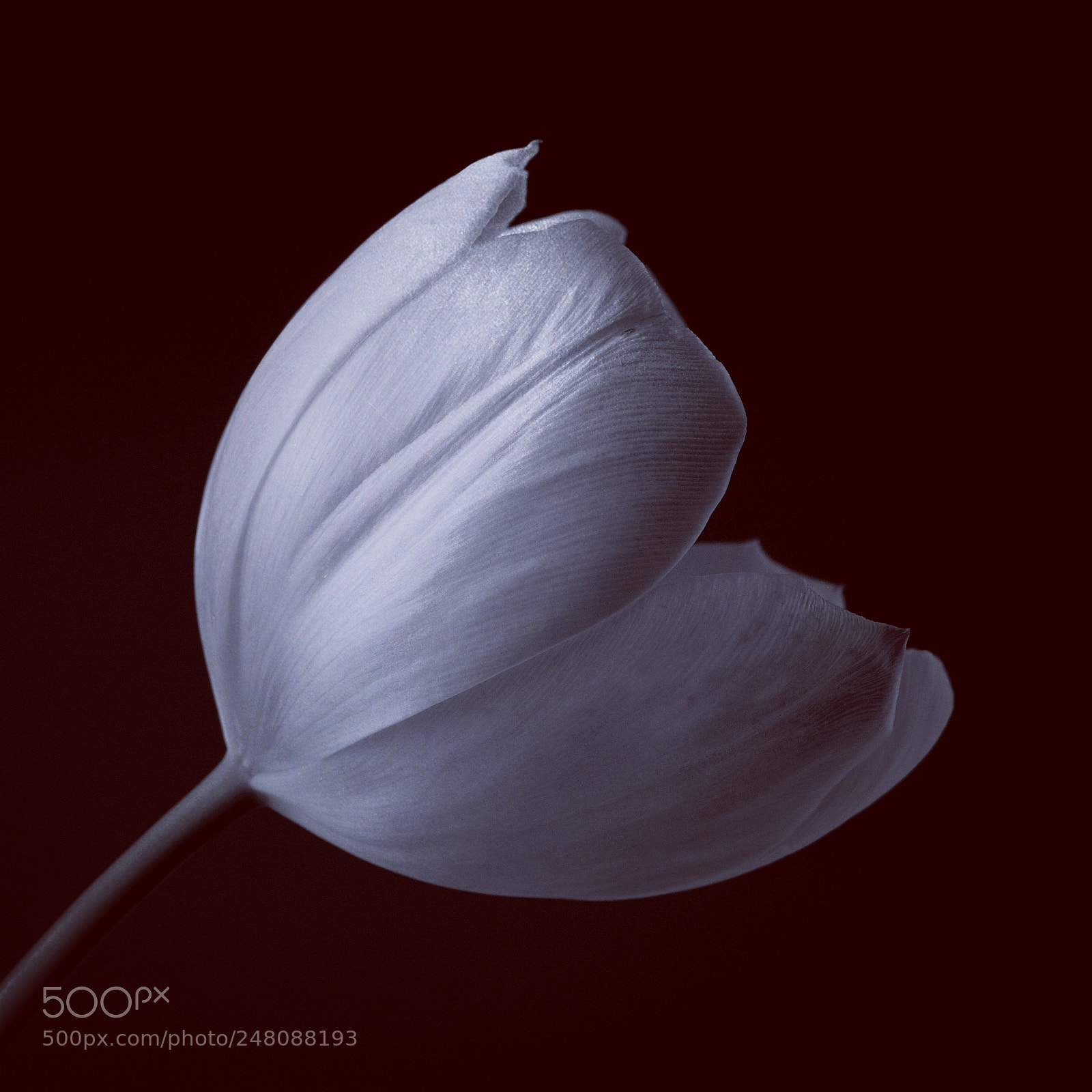 Nikon D7200 sample photo. Tulip photography