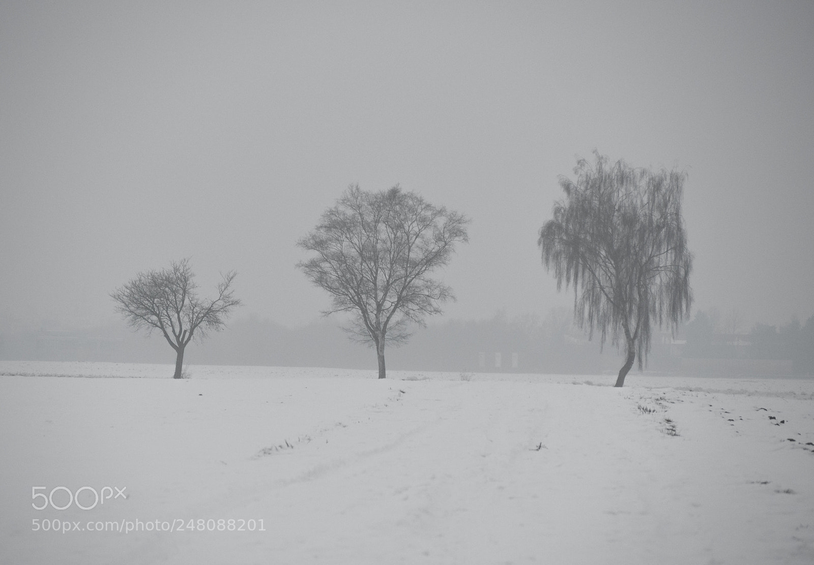 Panasonic DMC-G70 sample photo. Winter field and trees photography