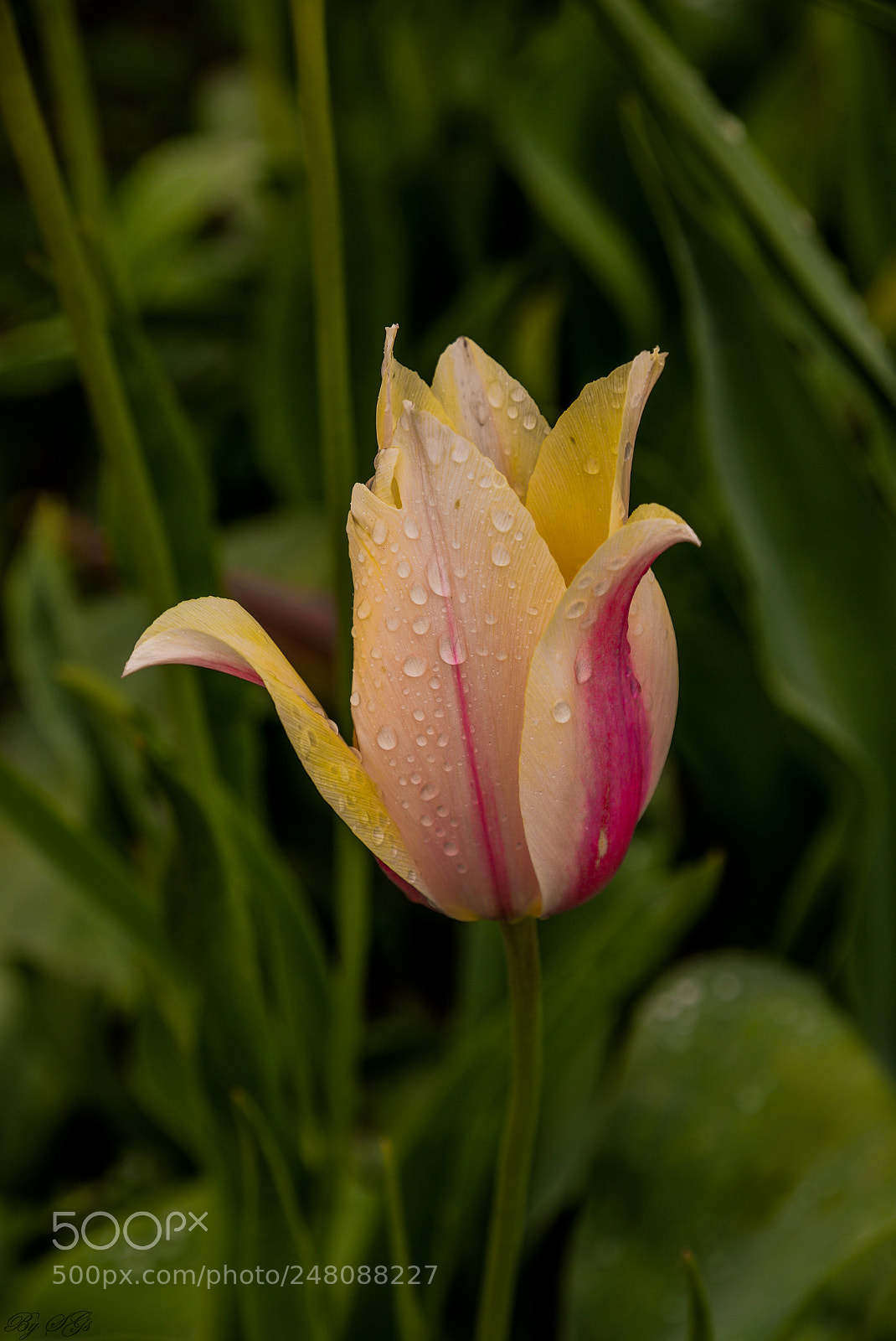 Nikon D610 sample photo. Standing out photography