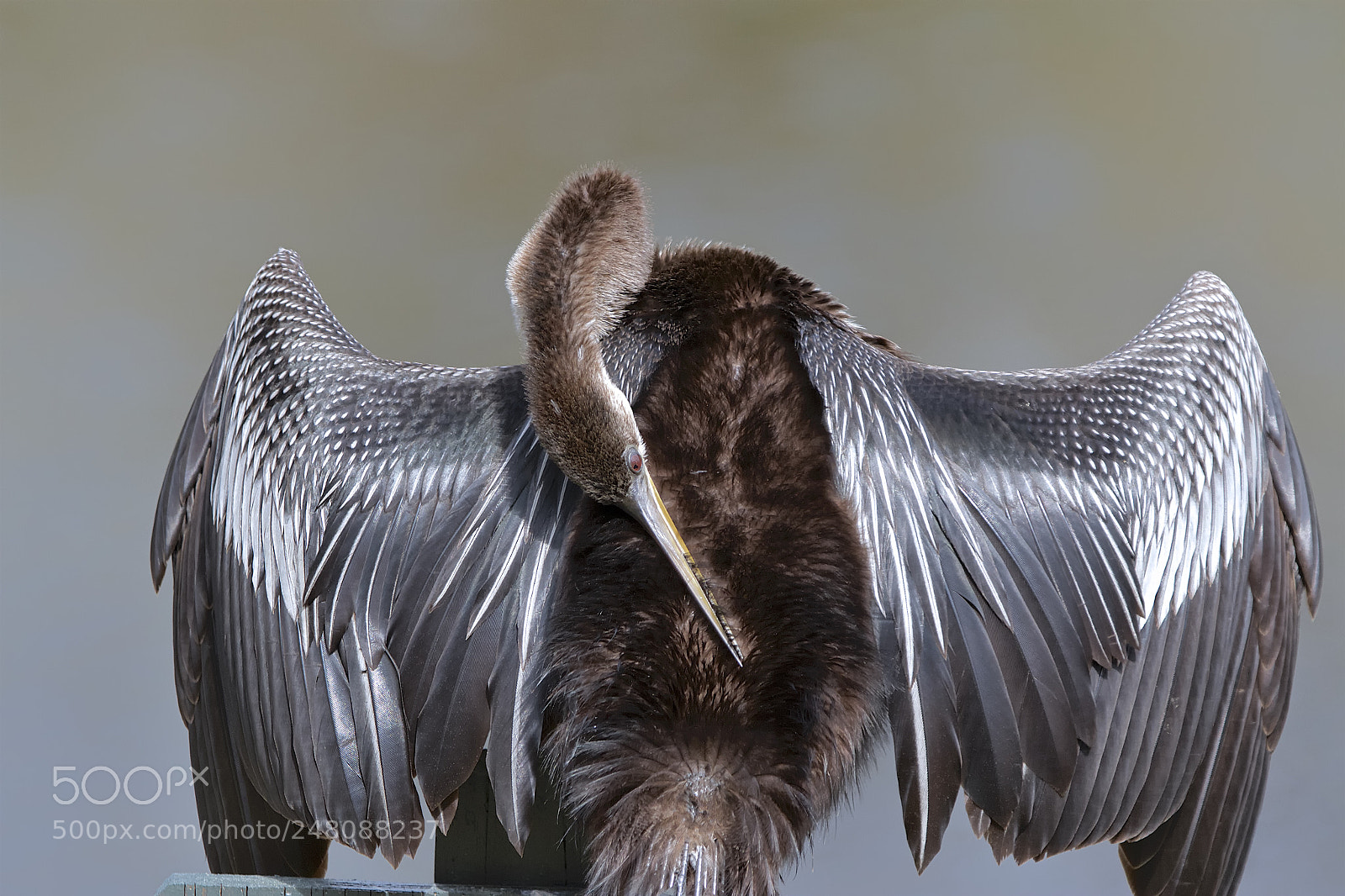 Canon EOS 7D sample photo. A female anhinga preening photography