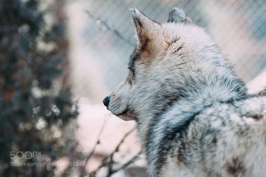 Nikon D300 sample photo. Endangered photography