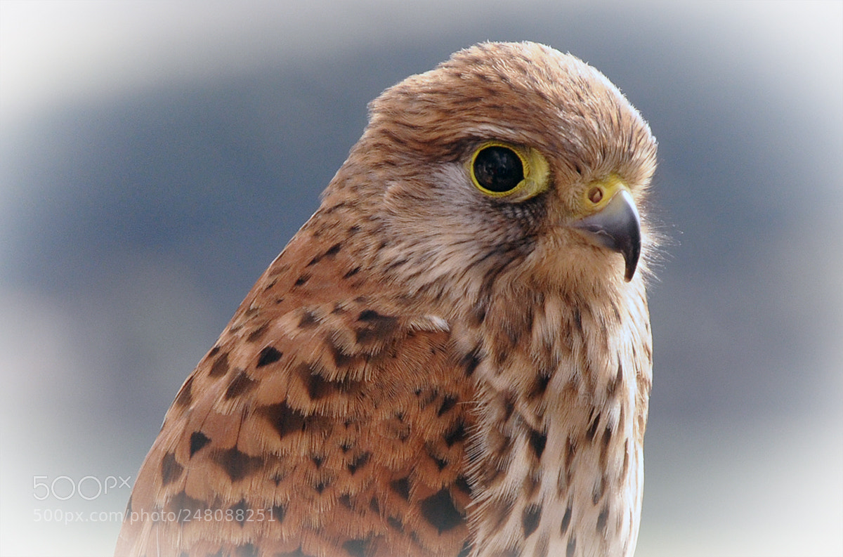 Nikon D90 sample photo. Falcon photography