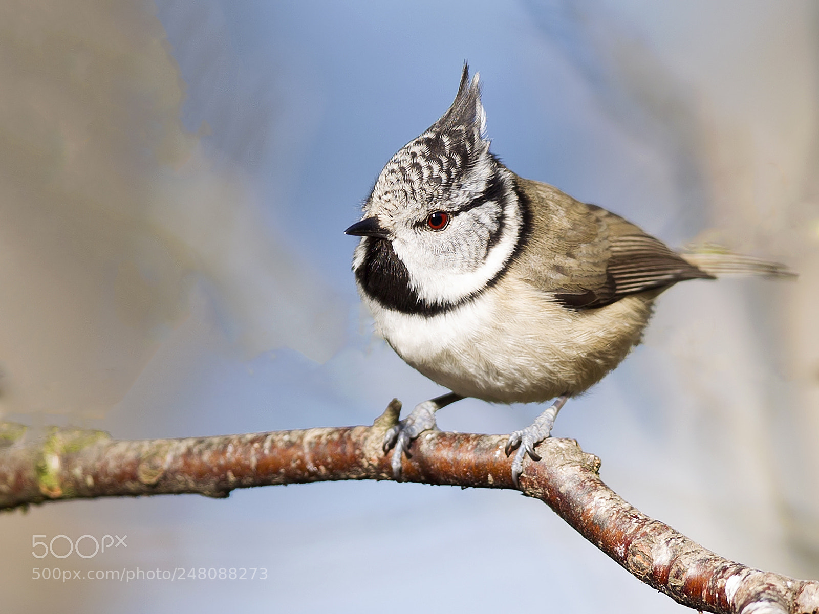 Canon EOS-1D Mark IV sample photo. Crested tit (lophophanes cristatus) photography
