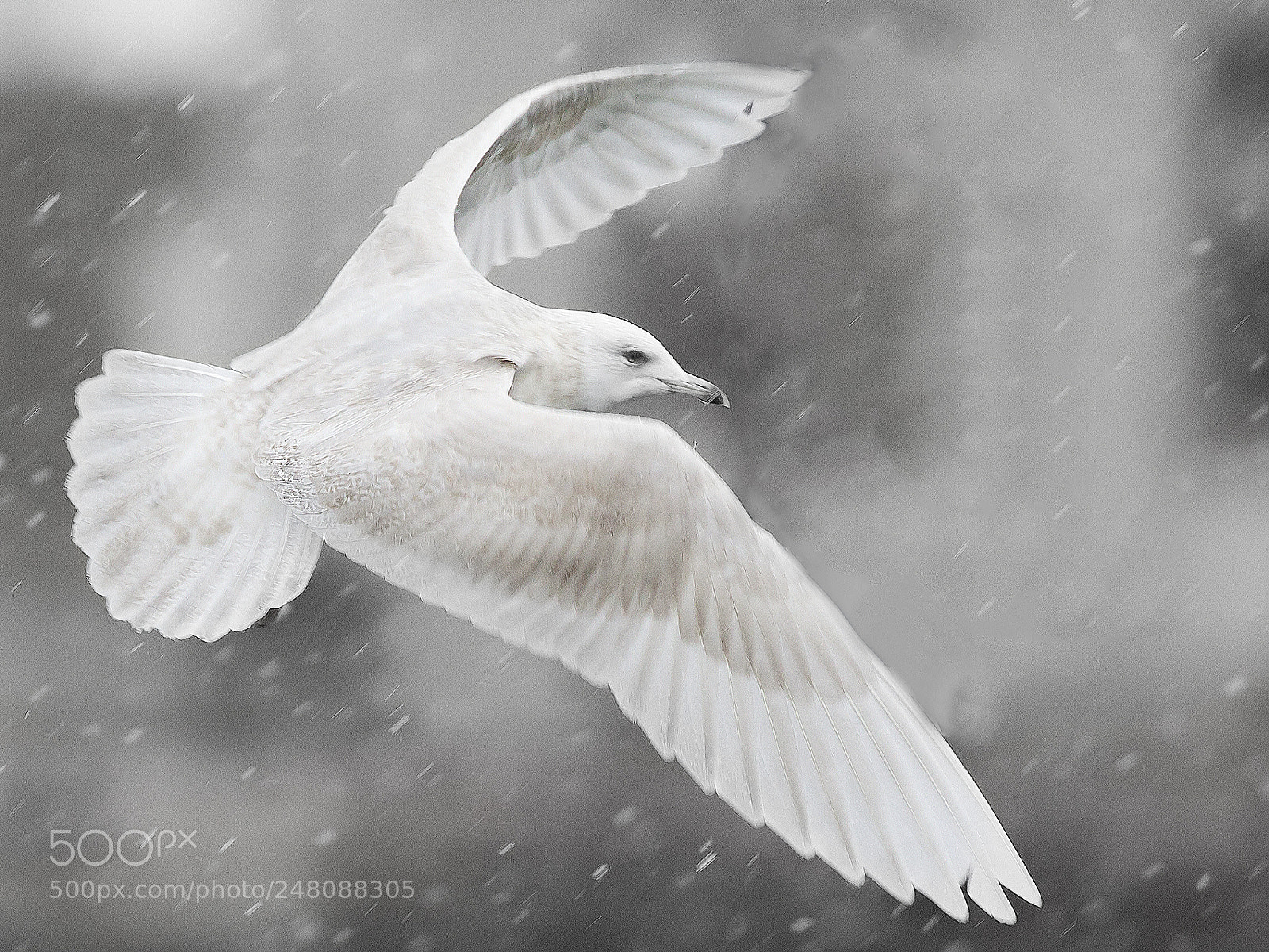 Canon EOS-1D Mark IV sample photo. Iceland gull (larus glaucoides) photography