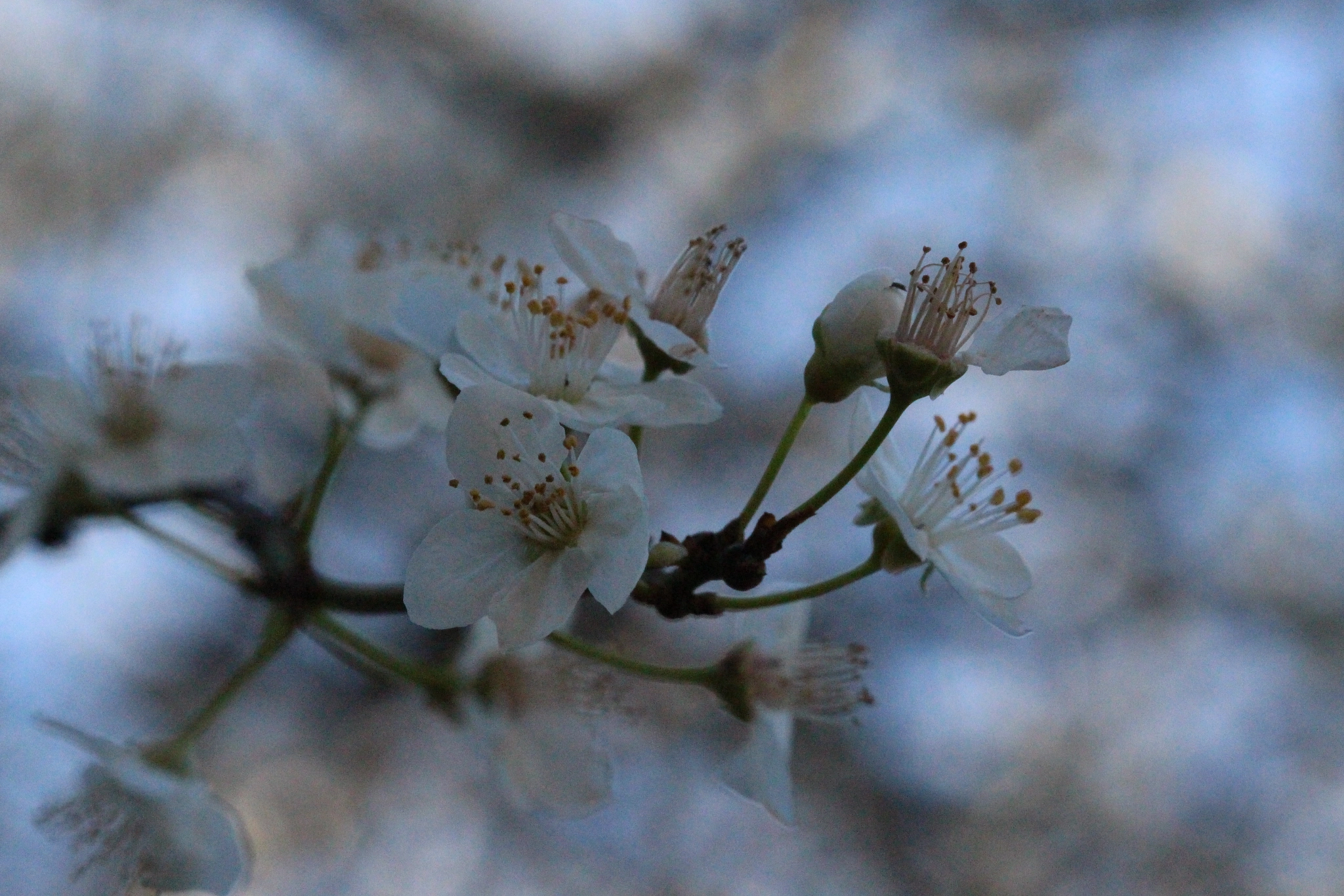 Canon EF 100mm F2.8 Macro USM sample photo. Spring is in the air... photography