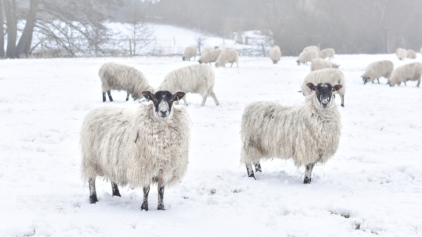 Nikon D3400 sample photo. Two sheep photography