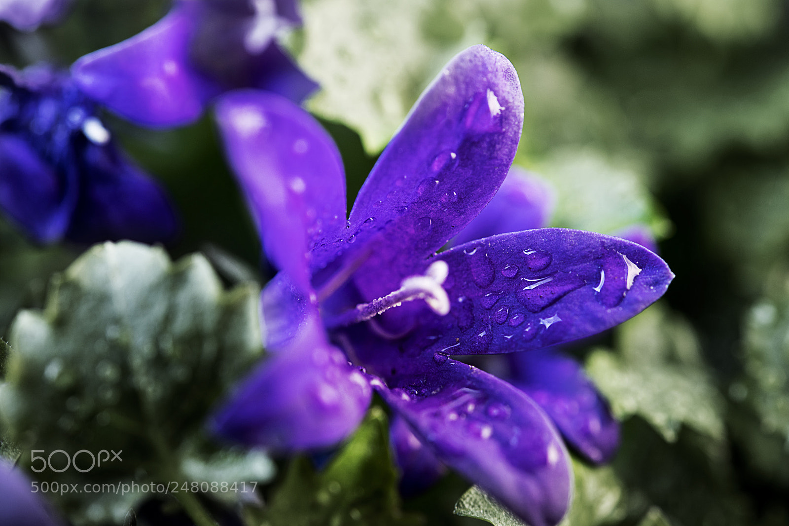 Nikon D850 sample photo. Día de lluvia photography