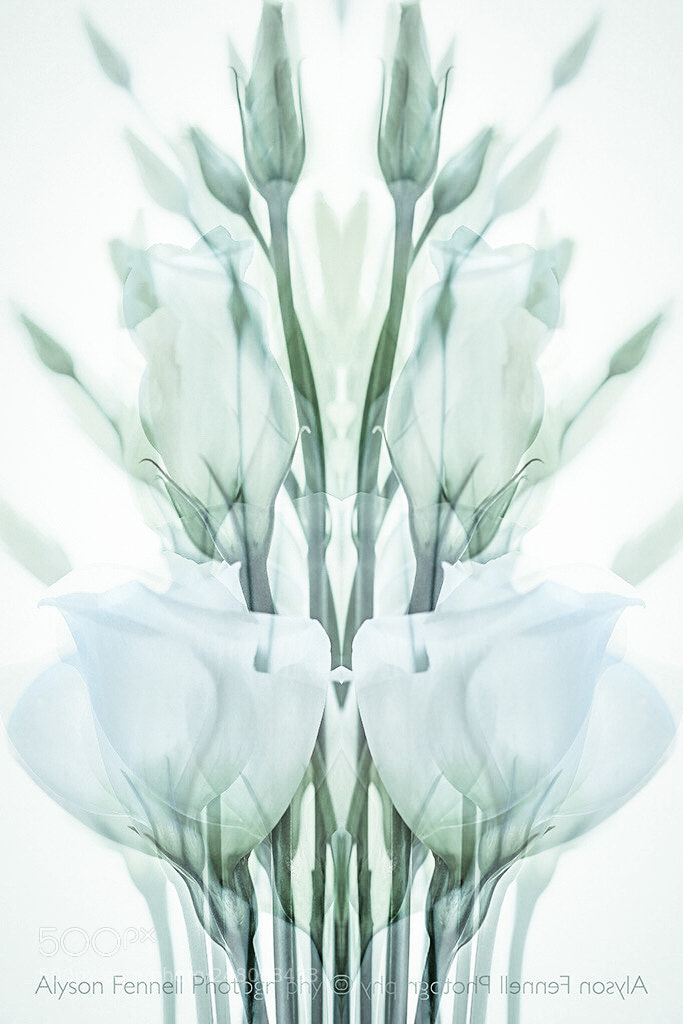 Canon EOS 7D Mark II sample photo. Lisianthus symmetry photography