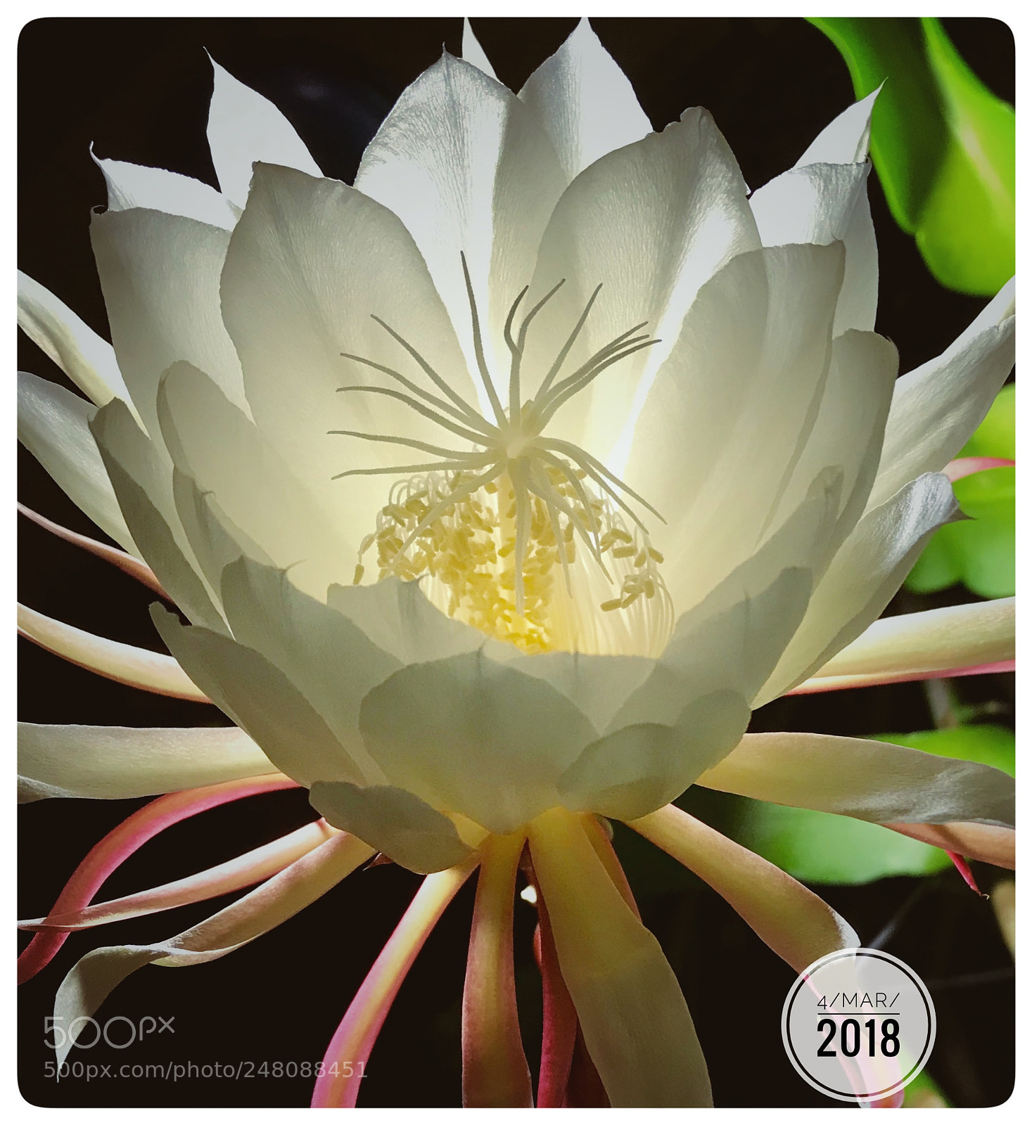 Apple iPhone 7 Plus sample photo. Night blooming cactus photography