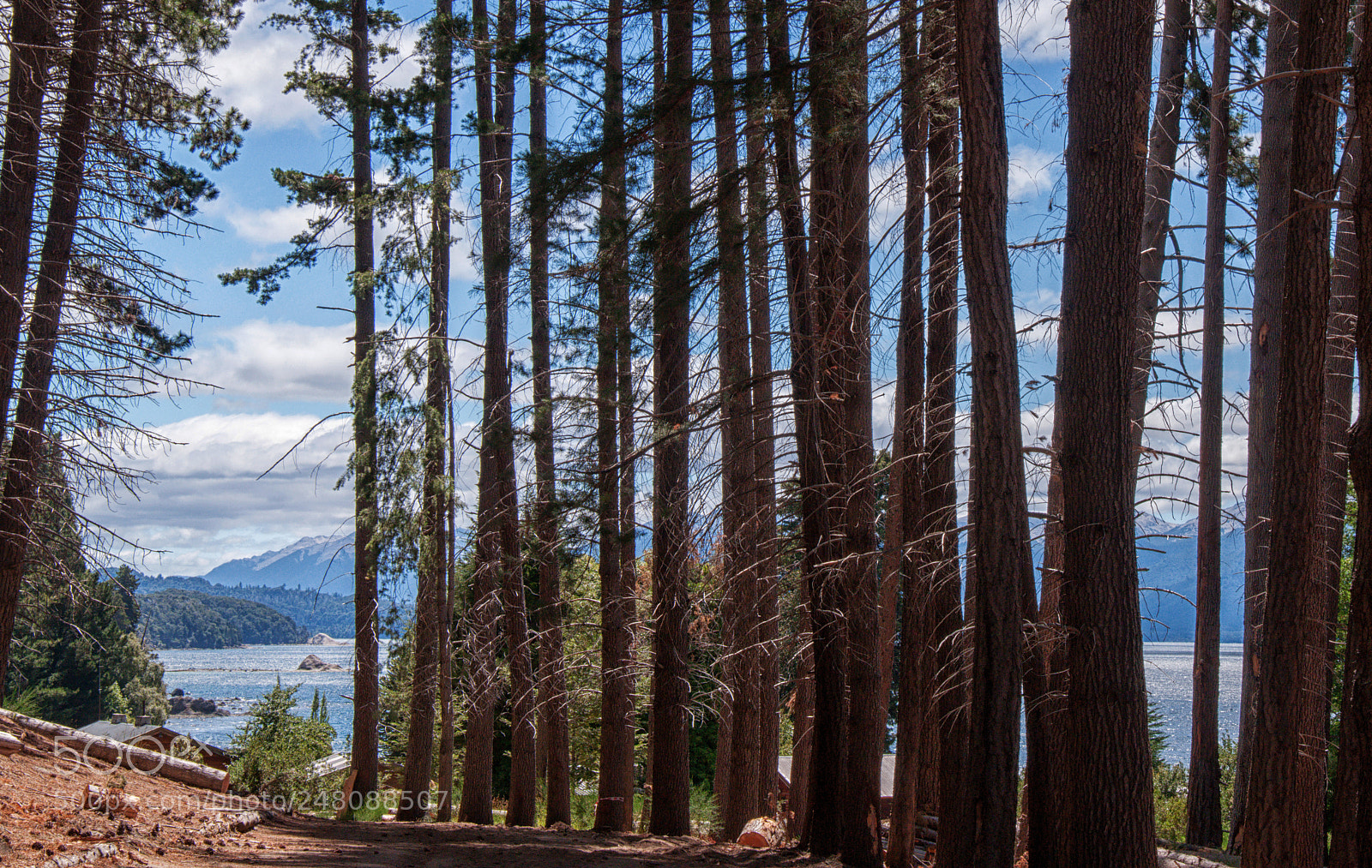 Nikon D90 sample photo. Behind the trees photography