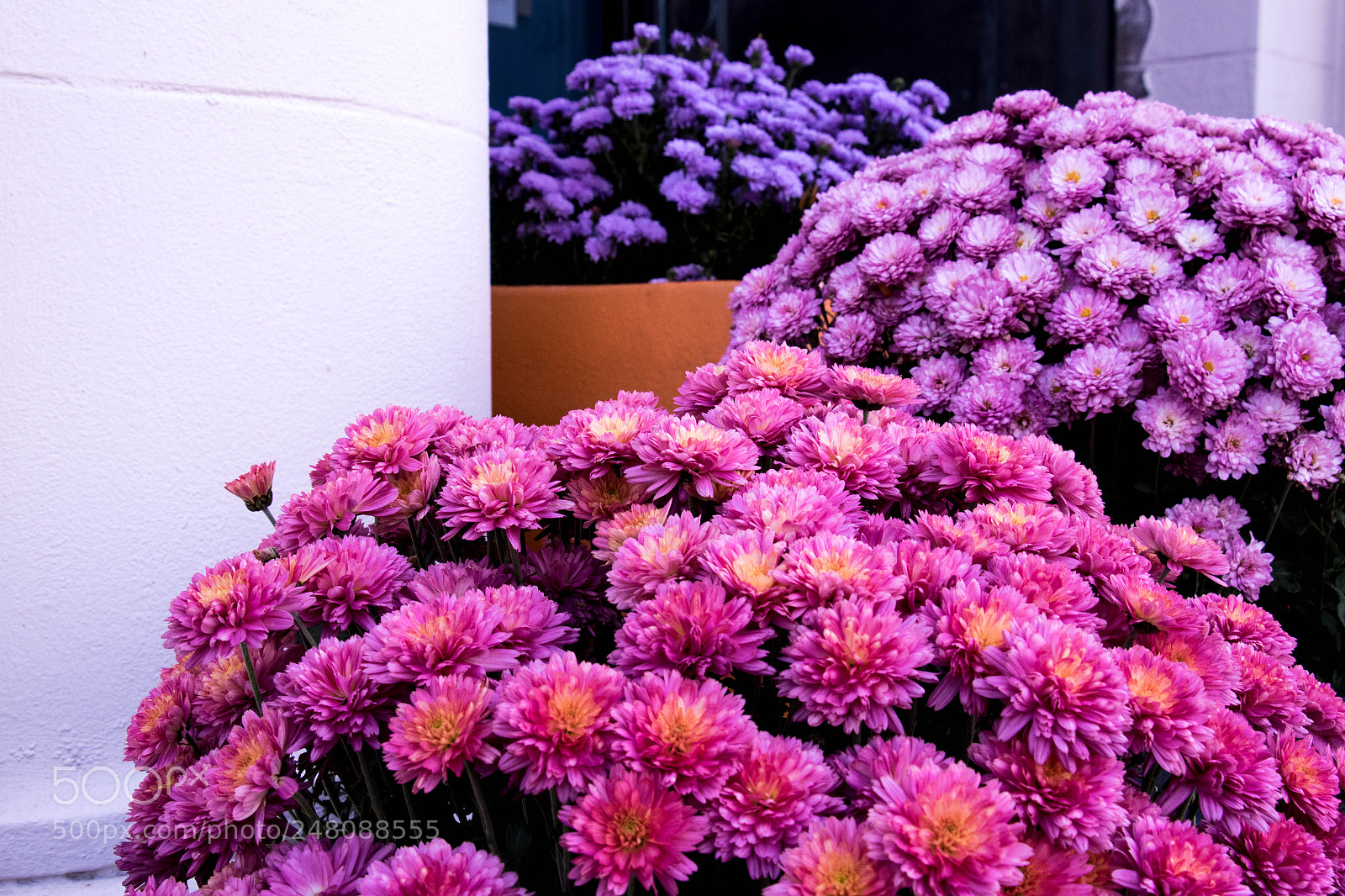 Canon EOS 7D Mark II sample photo. Street flowers photography