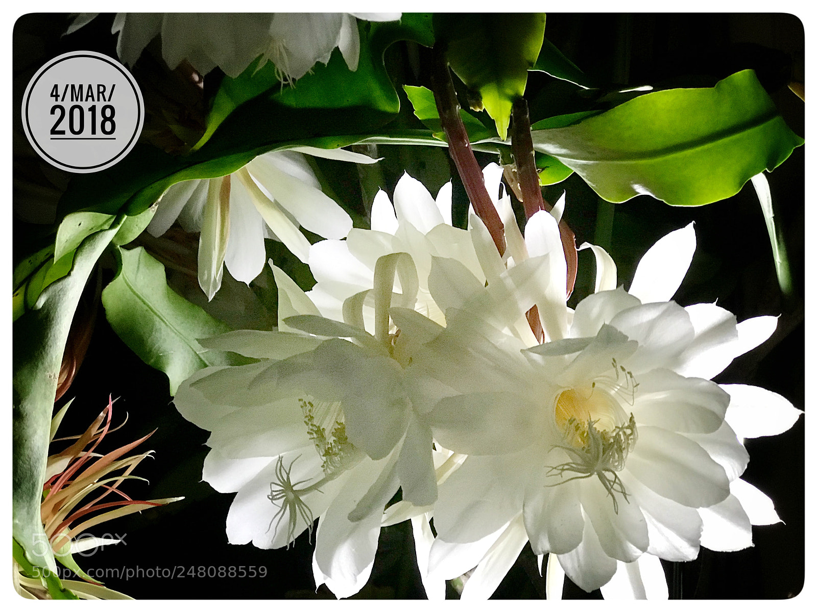 Apple iPhone 7 Plus sample photo. Night blooming cactus photography