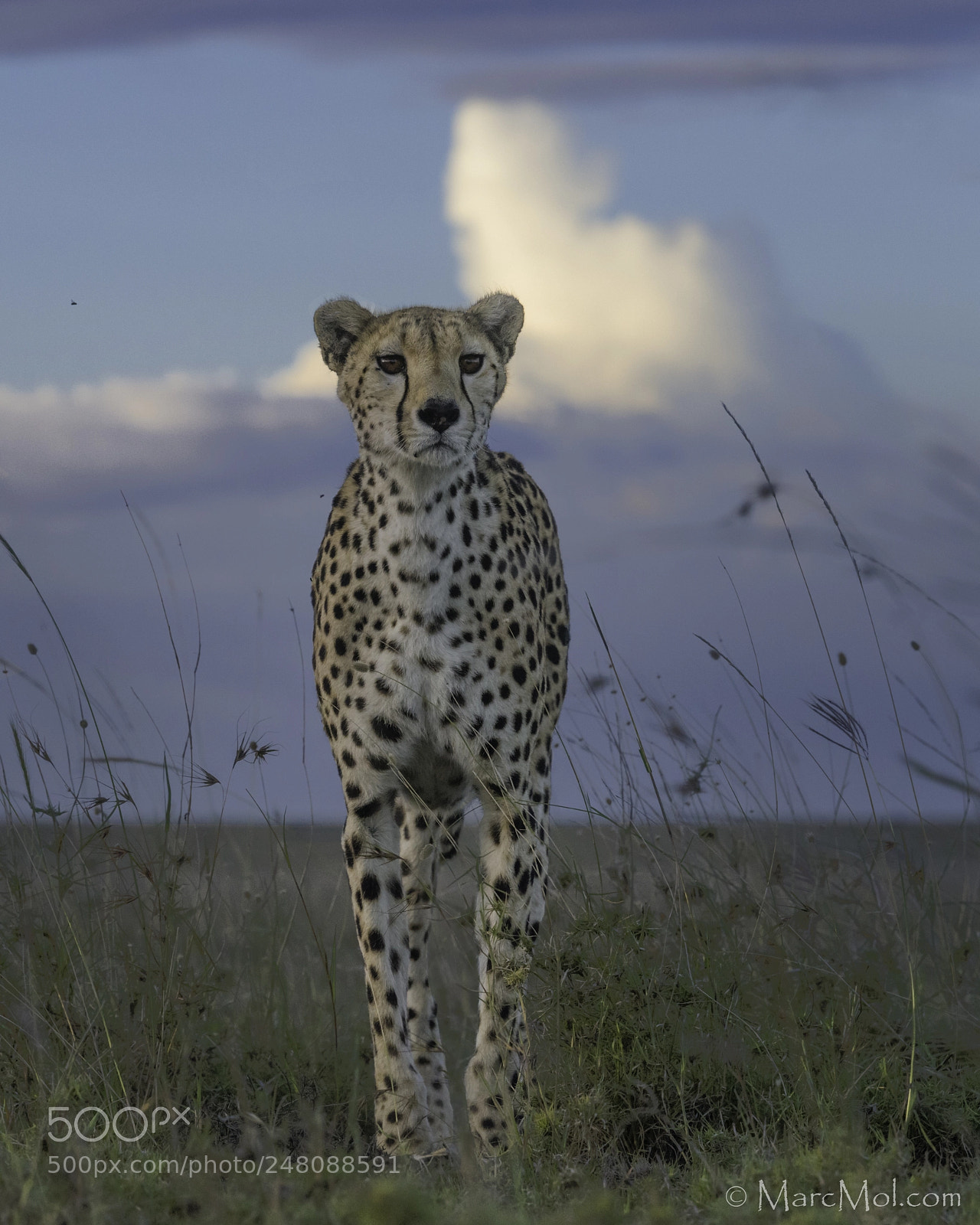 Nikon D850 sample photo. Cheetah @ dusk photography