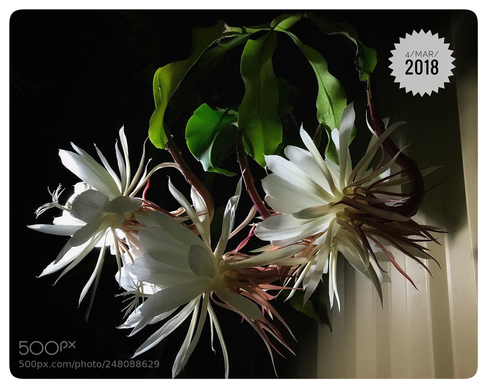Apple iPhone 7 Plus sample photo. Night blooming cactus photography
