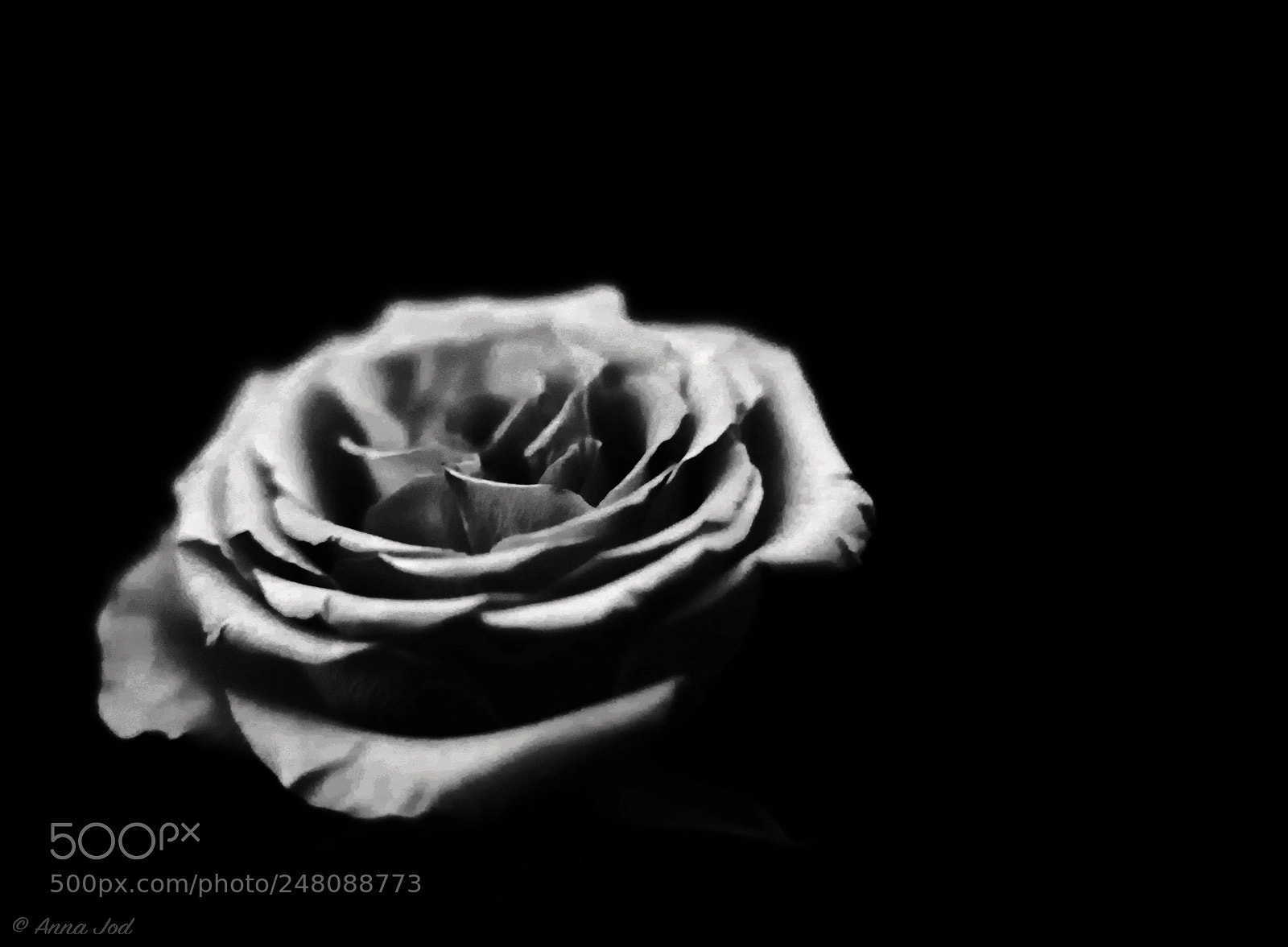 Canon EOS 6D Mark II sample photo. Rose bw photography