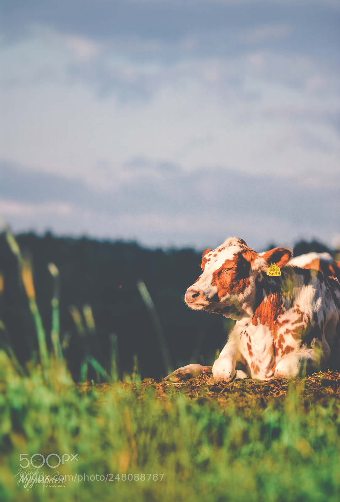 Nikon D7100 sample photo. Cow photography