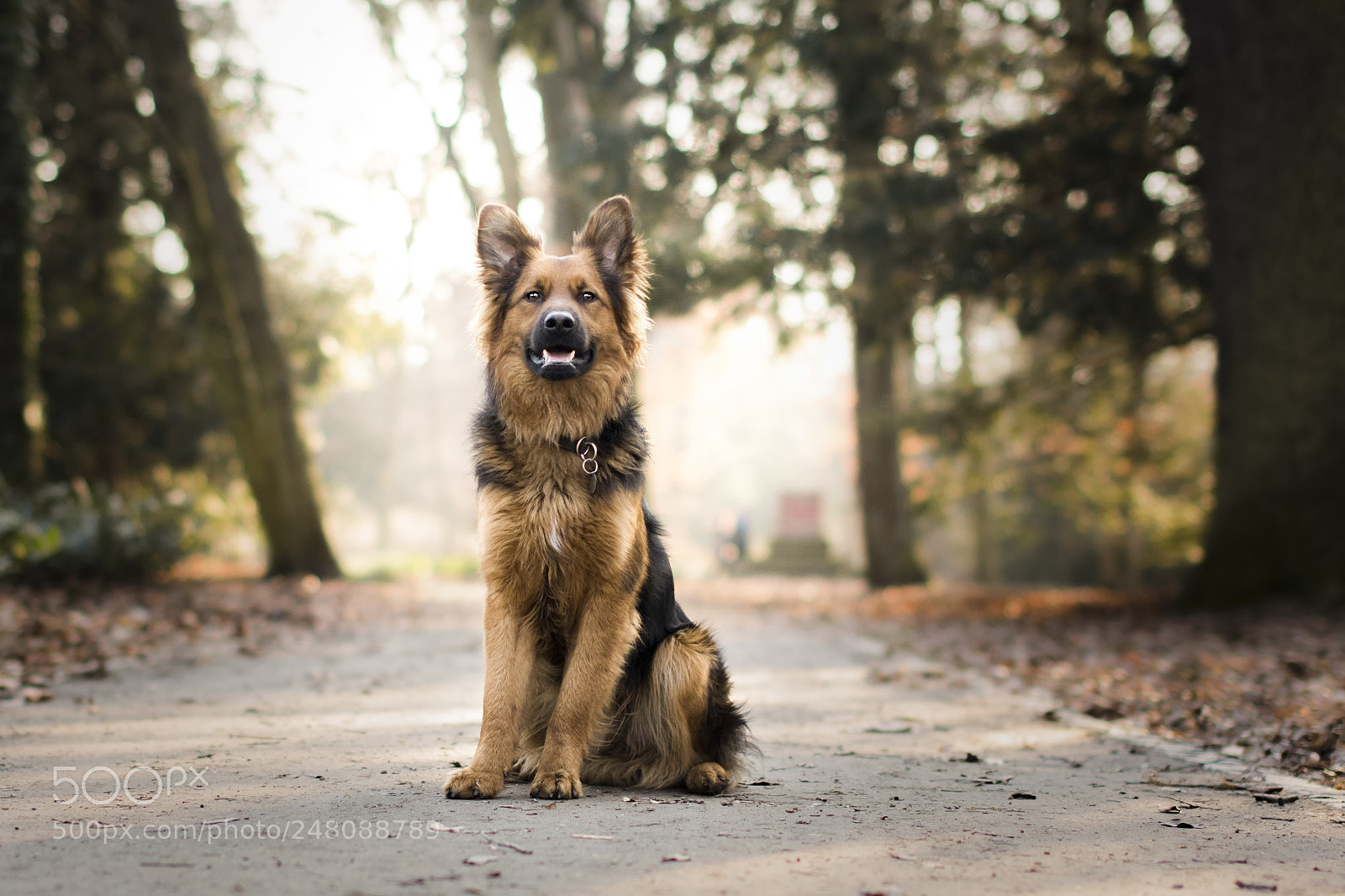 Nikon D500 sample photo. Path photography