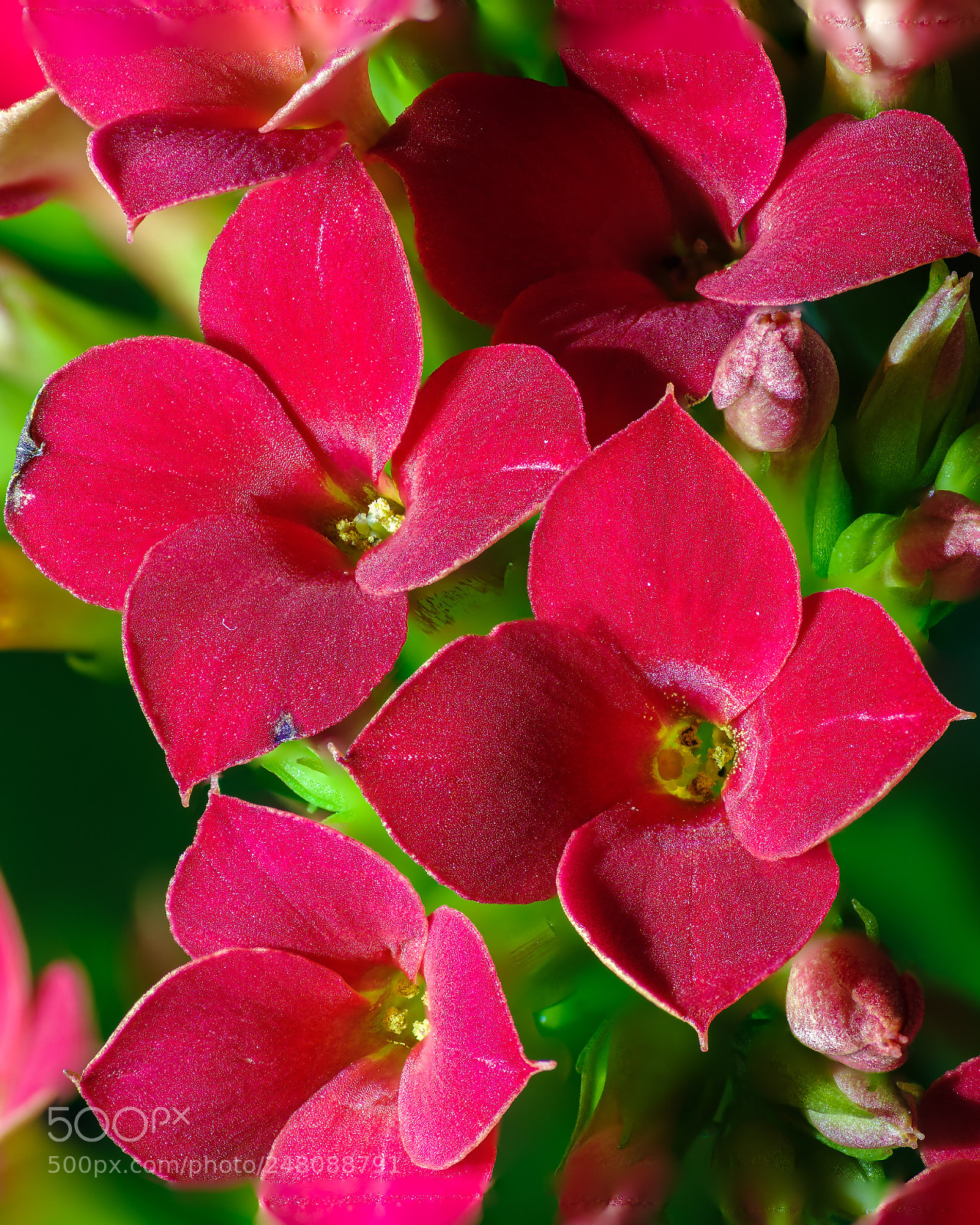 Pentax K-1 sample photo. Flower macro 2 red kalanchoe photography