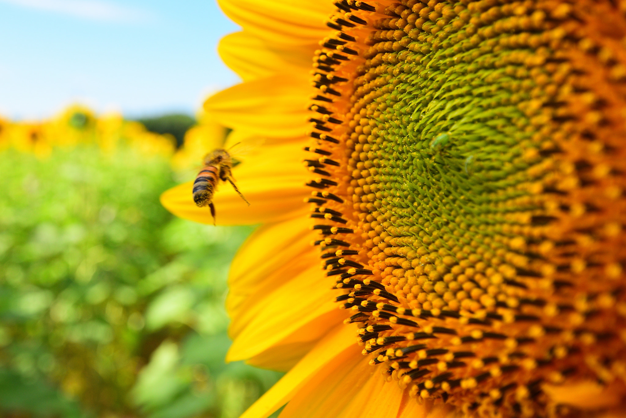 Nikon D5300 + Sigma 10-20mm F3.5 EX DC HSM sample photo. Sunflower photography