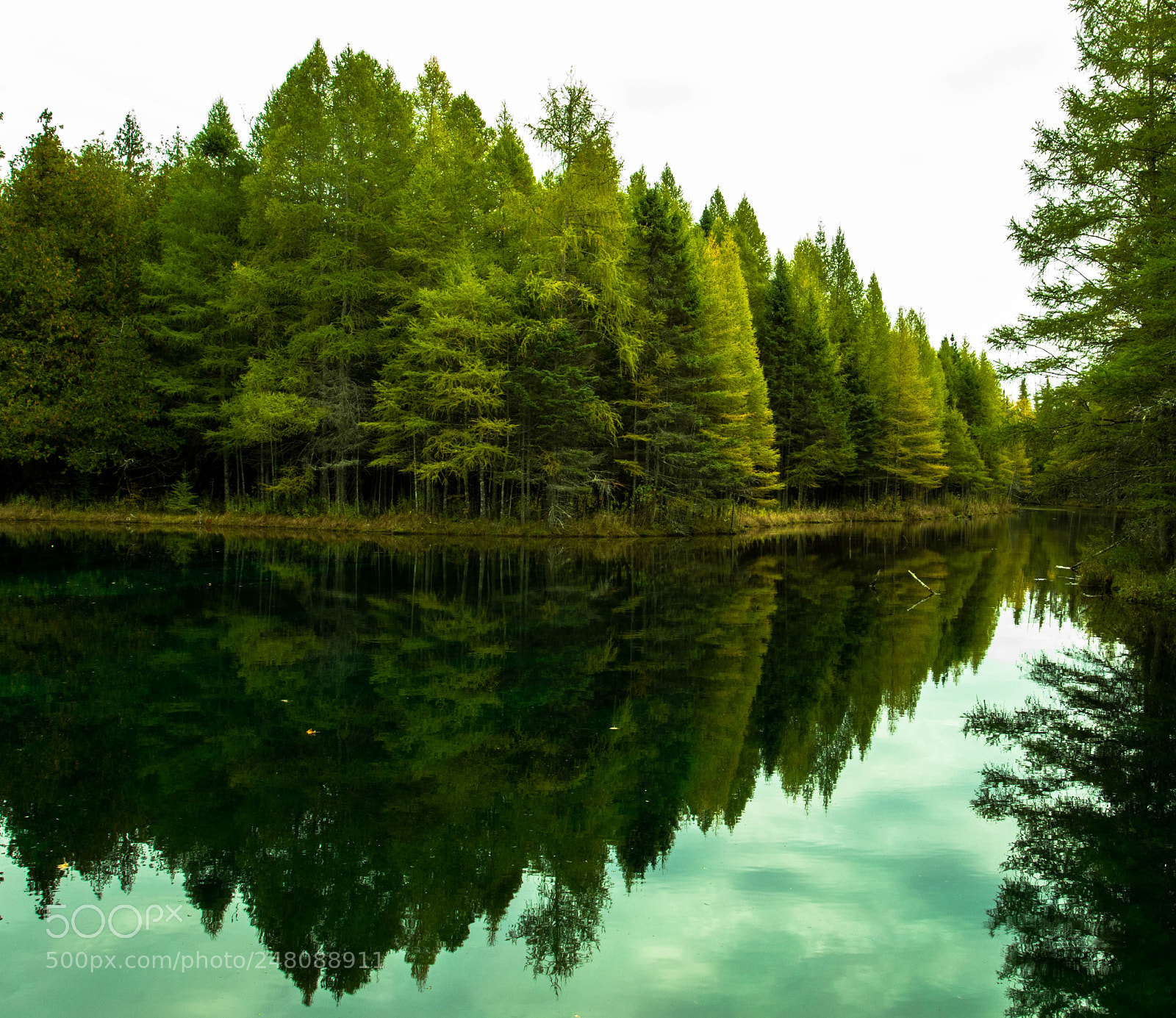 Canon EOS 7D Mark II sample photo. Kitch-iti-kipi (the big spring) photography