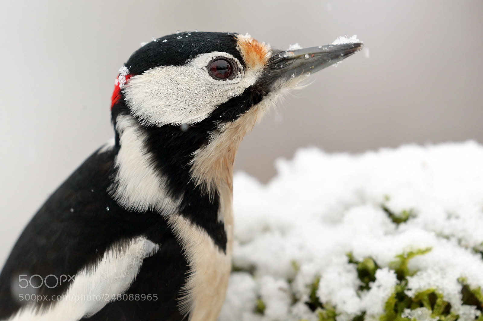 Canon EOS-1D Mark IV sample photo. Here it's snowing photography