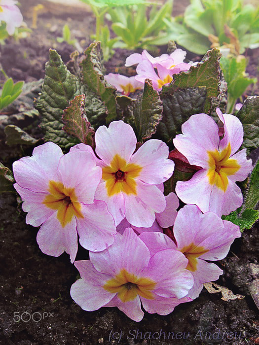 Canon PowerShot A590 IS sample photo. Tenderness. pink primrose photography