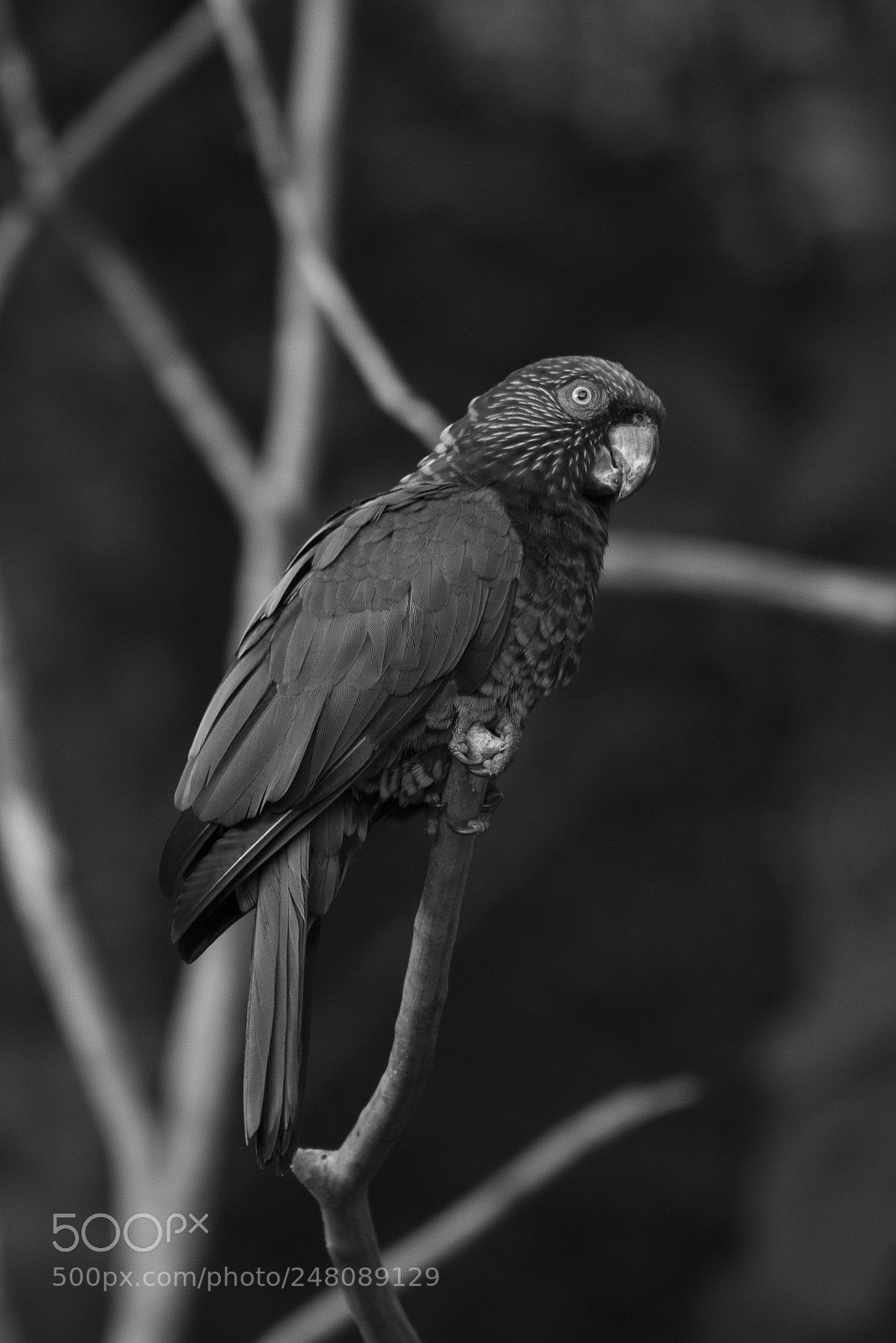 Canon EOS 700D (EOS Rebel T5i / EOS Kiss X7i) sample photo. Wild parrot photography