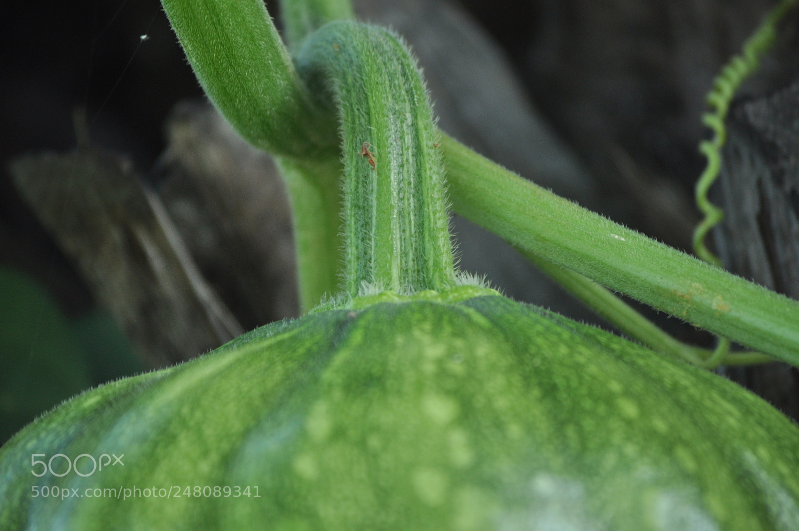 Nikon D5000 sample photo. Untitled photography