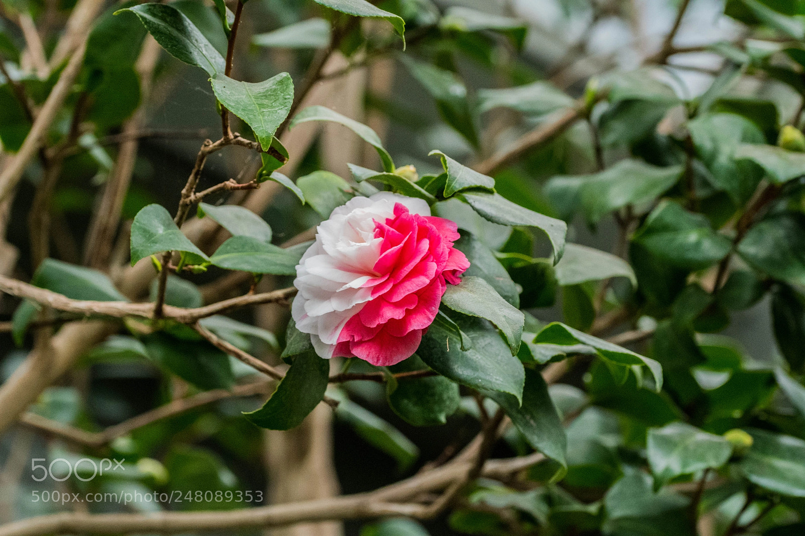 Nikon D500 sample photo. Vanilla strawberry photography