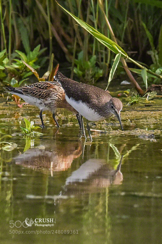 Nikon D810 sample photo. Green sandpiper photography