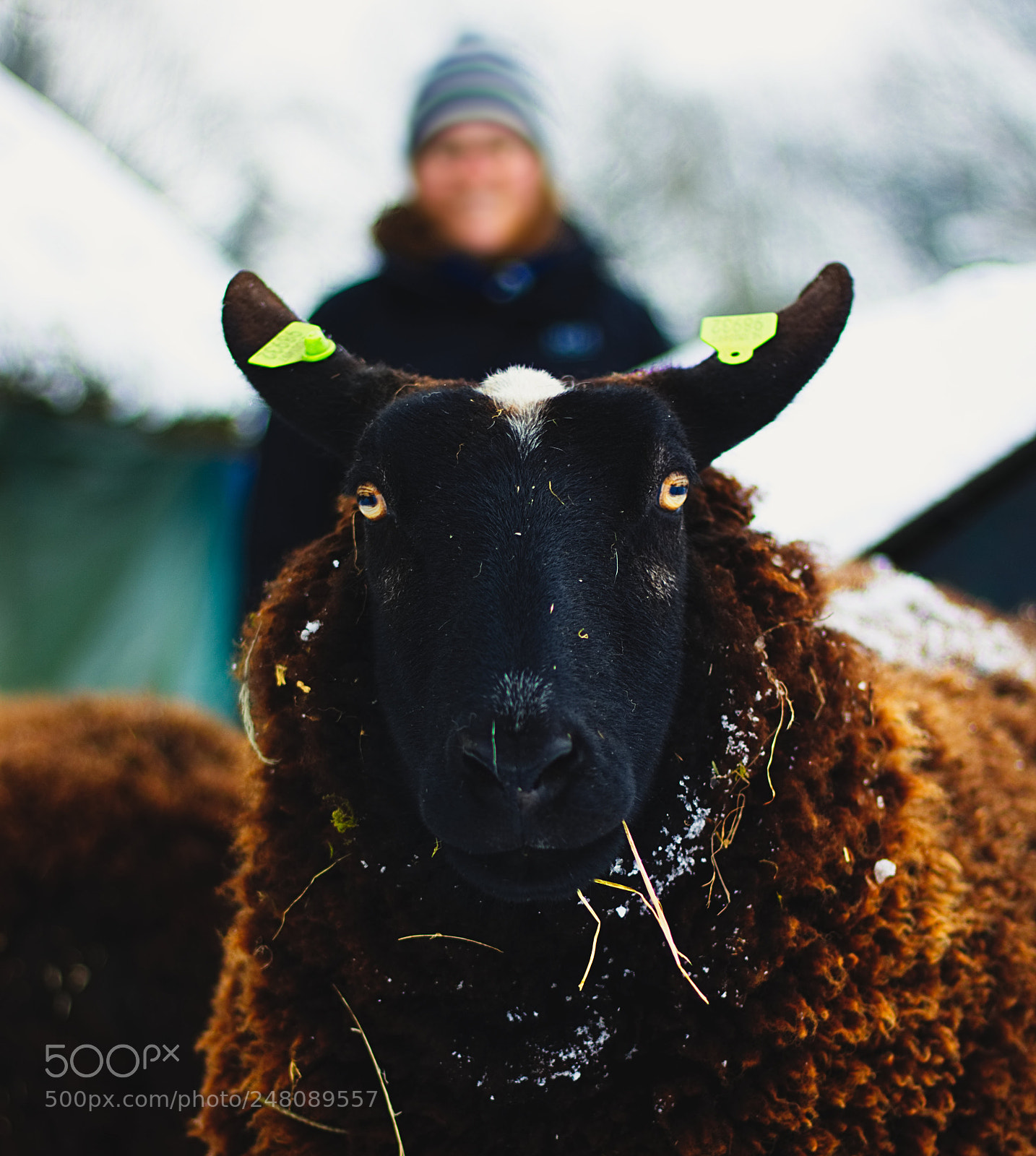 Canon EOS 750D (EOS Rebel T6i / EOS Kiss X8i) sample photo. Sheep in winter photography