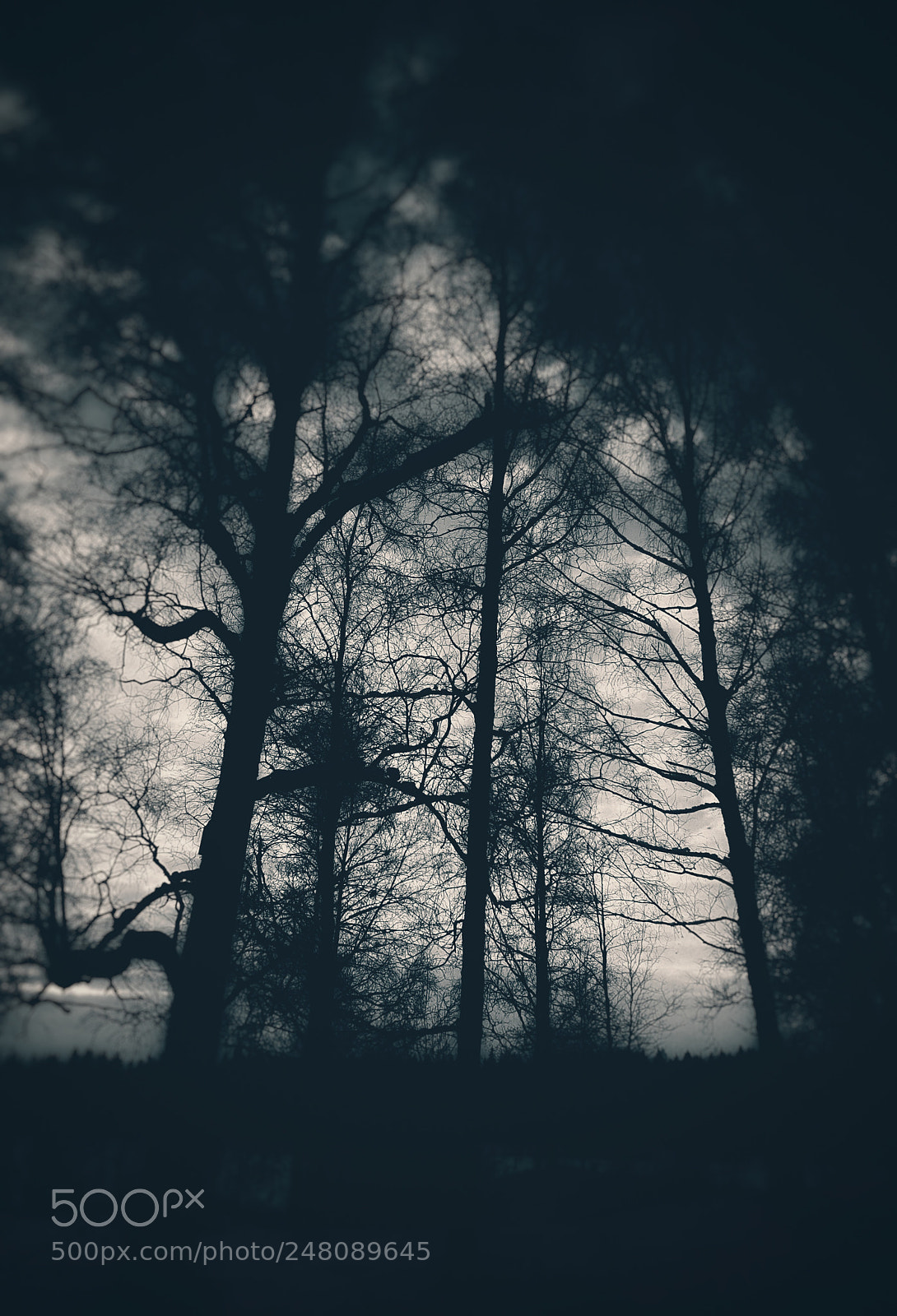 Samsung Galaxy S8 sample photo. A forrest photography