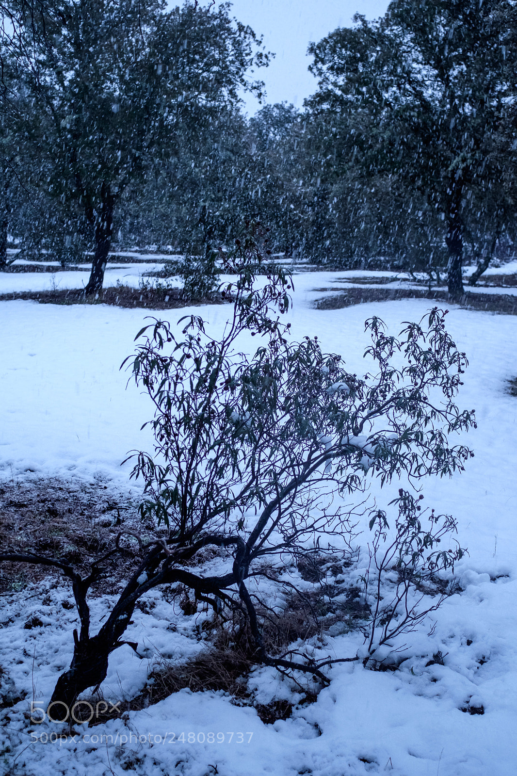 Fujifilm X-T1 sample photo. Invierno photography