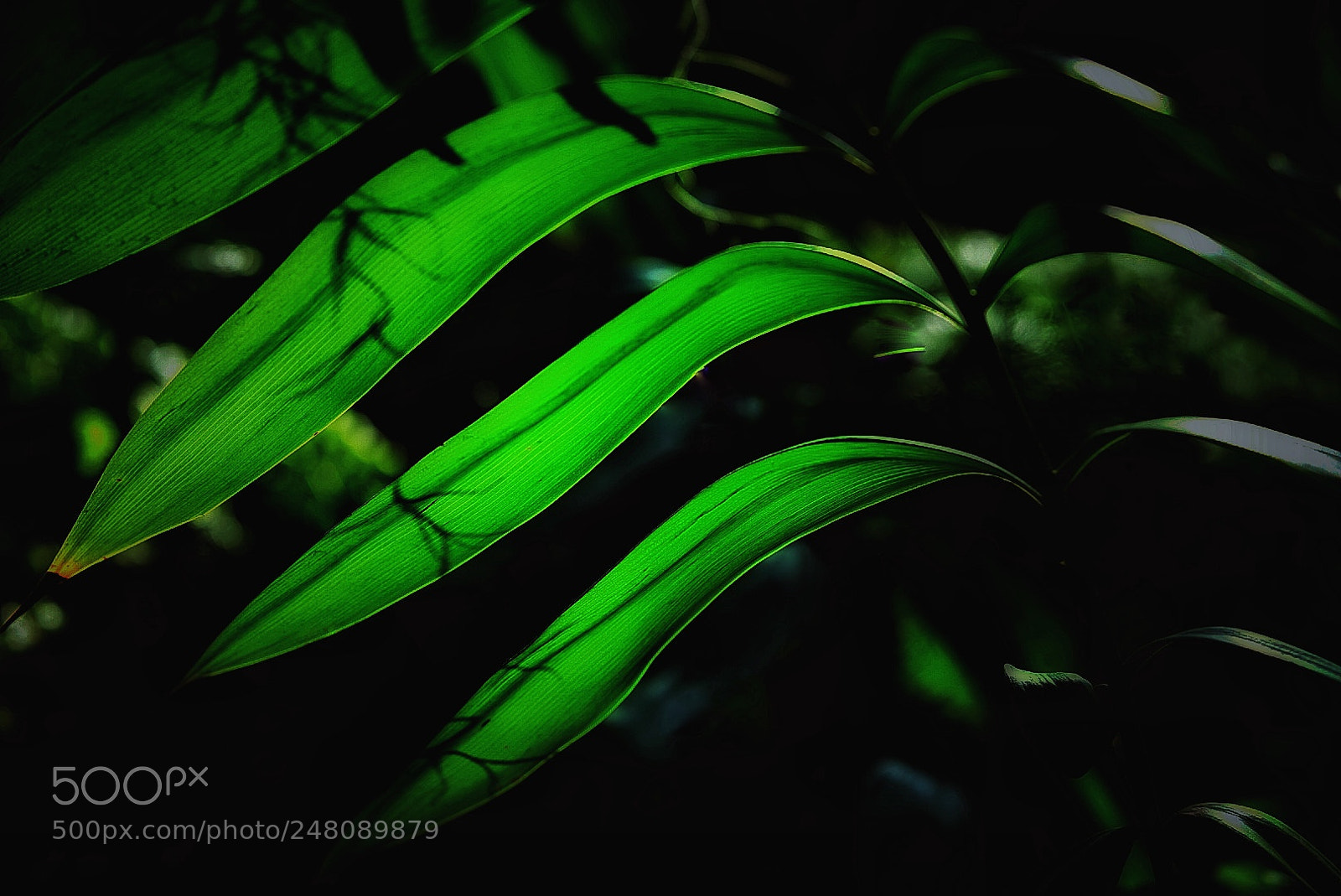 Sony a7 II sample photo. Garfield park conservatory photography