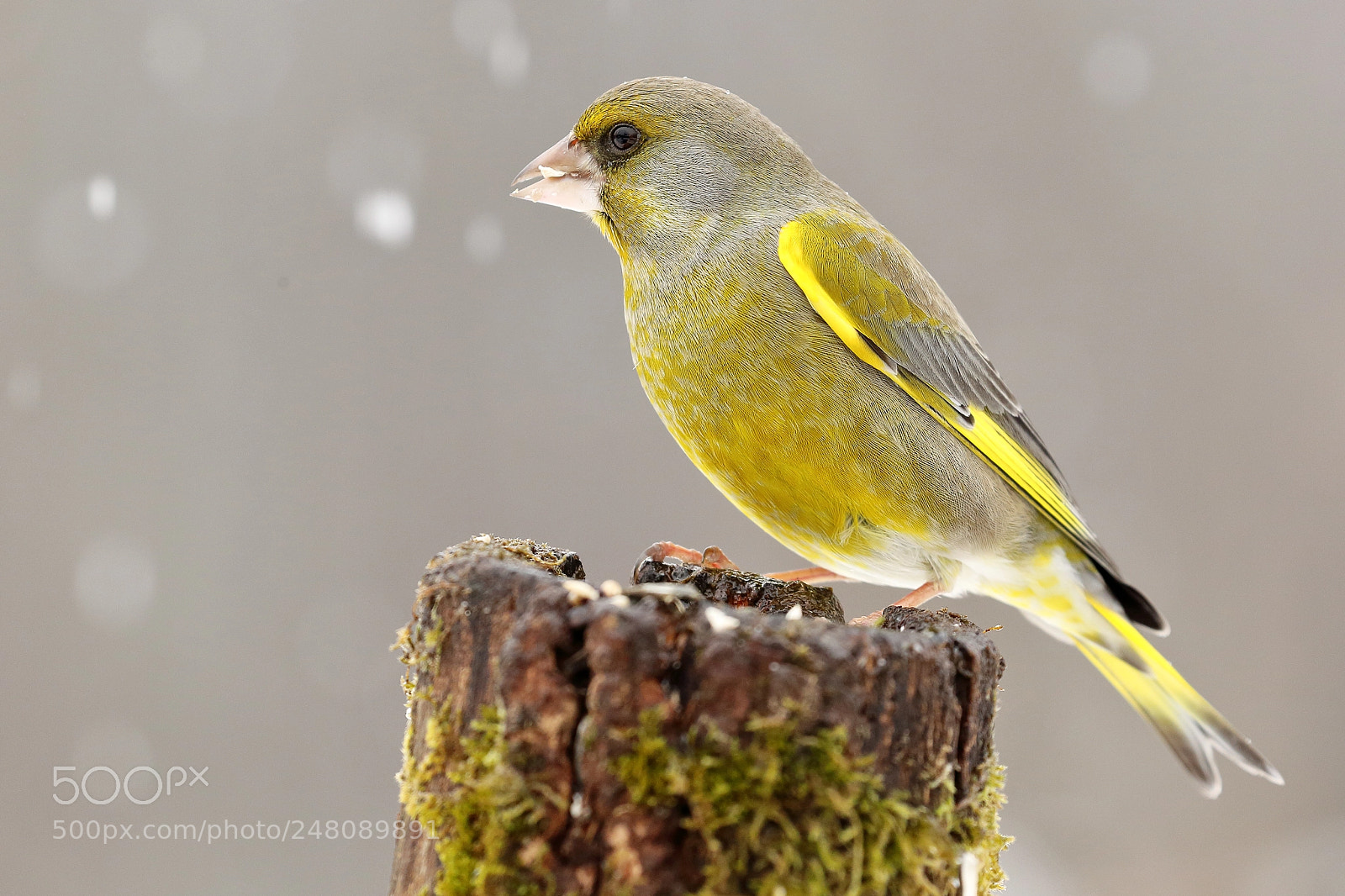 Canon EOS-1D Mark IV sample photo. Snow photography