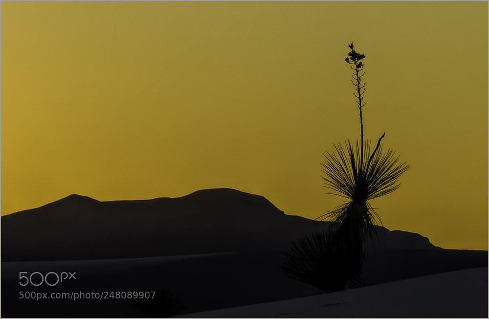 Panasonic Lumix DMC-FZ200 sample photo. Yucca plant photography