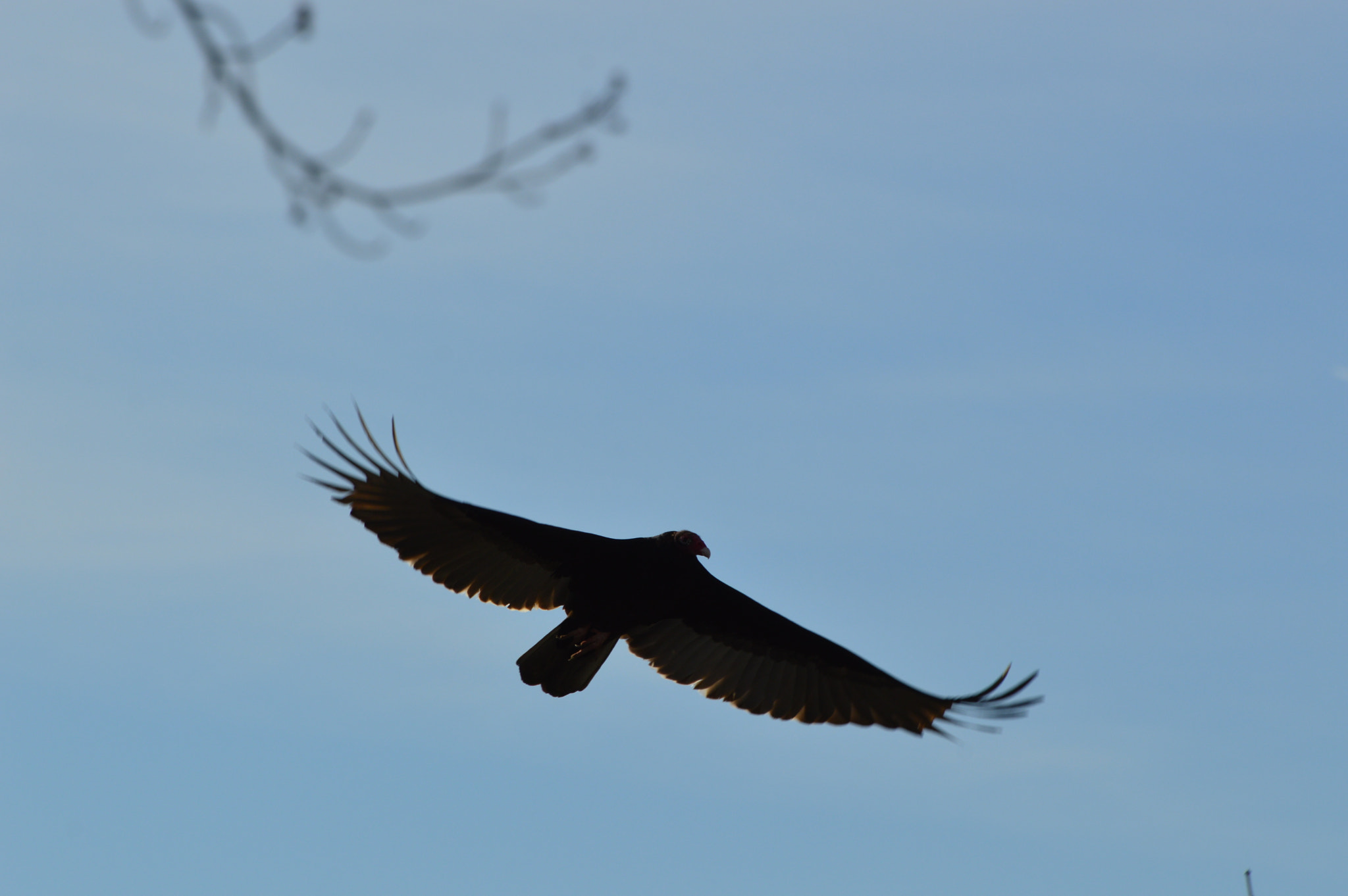 Nikon D3200 sample photo. Turkey vulture photography