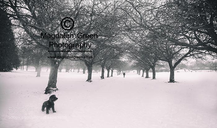 Nikon D700 sample photo. Dog trees and snow photography