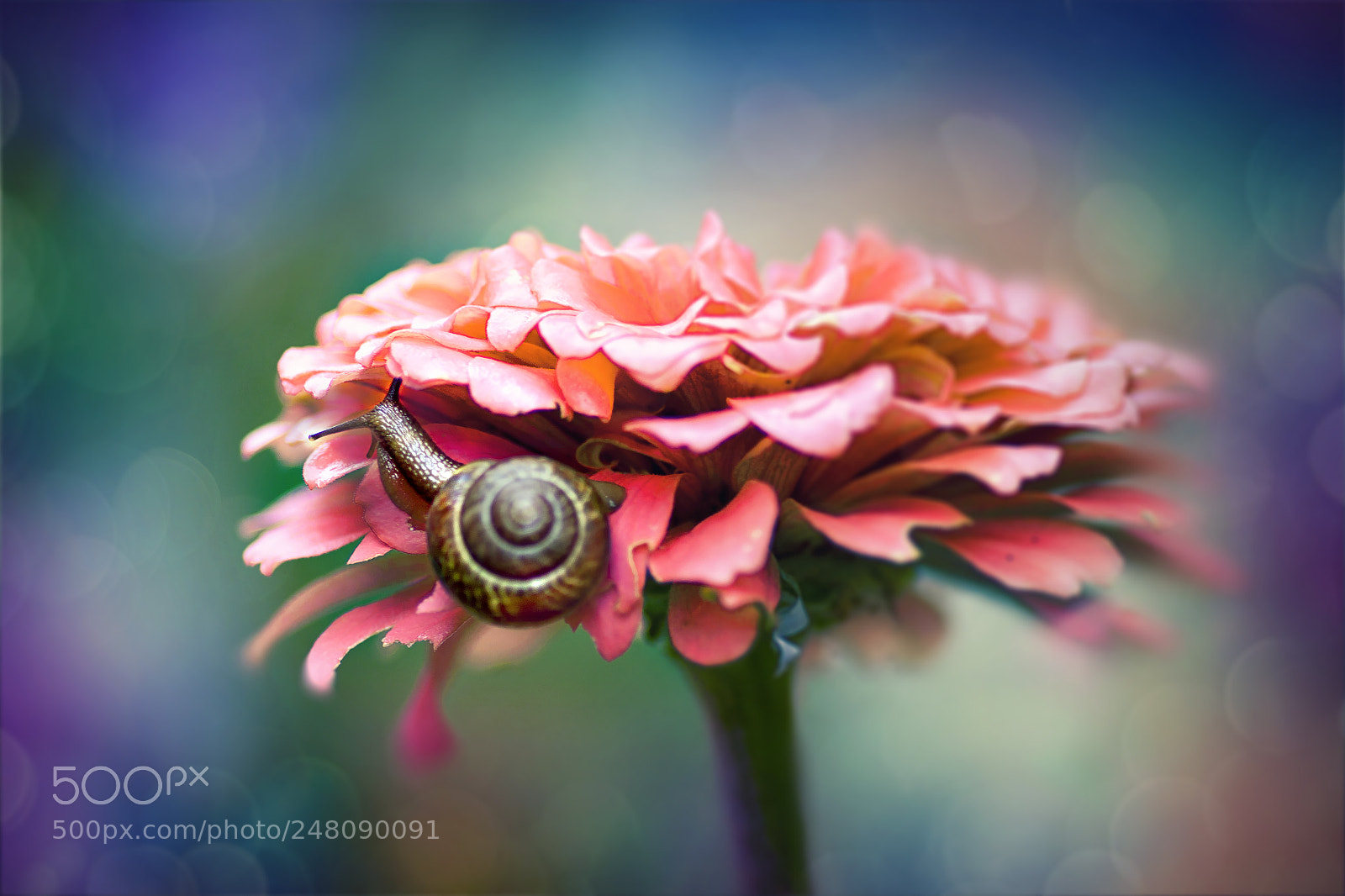 Canon EOS 50D sample photo. A snail photography