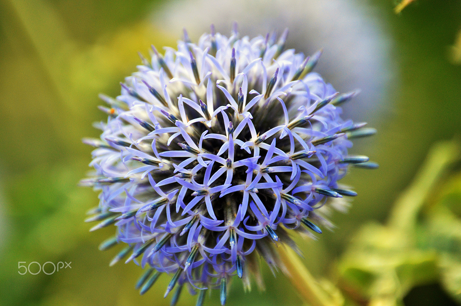 Nikon D3200 sample photo. Floral photography