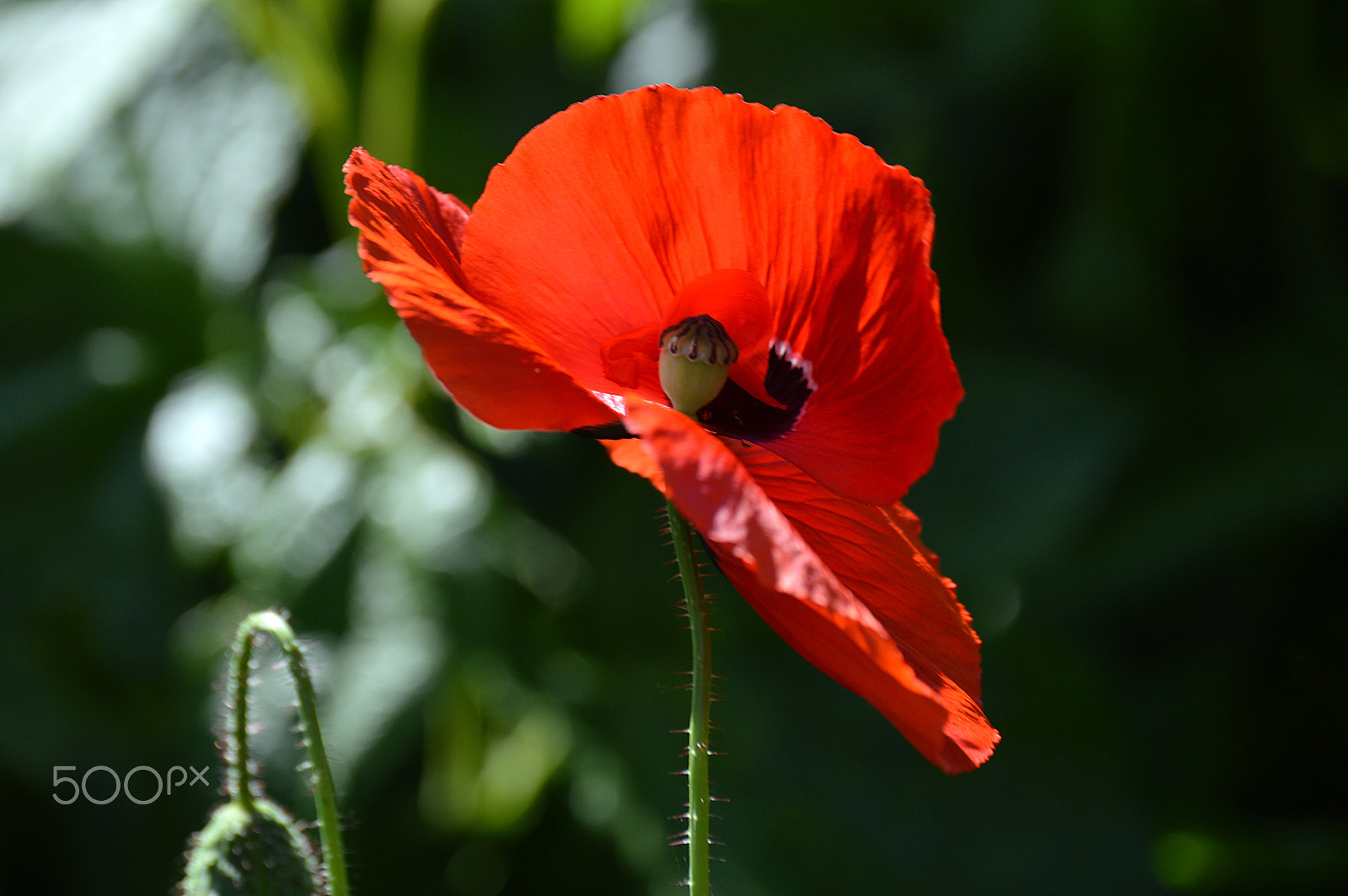 Nikon D3200 sample photo. Flower photography