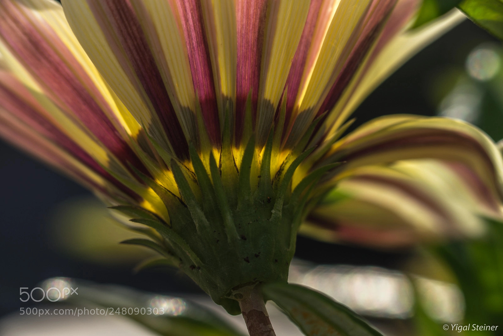 Sony a99 II sample photo. The lighted crizantema photography