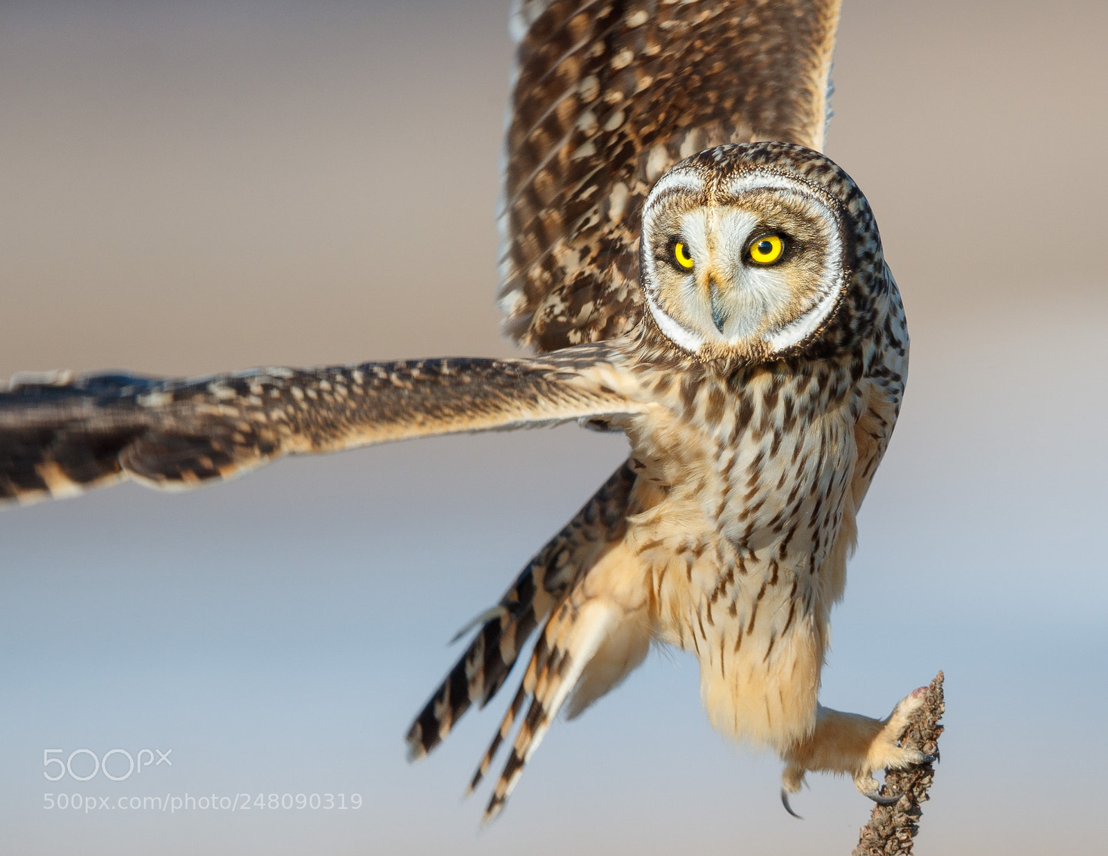 Canon EOS-1D X Mark II sample photo. Short eared owl photography