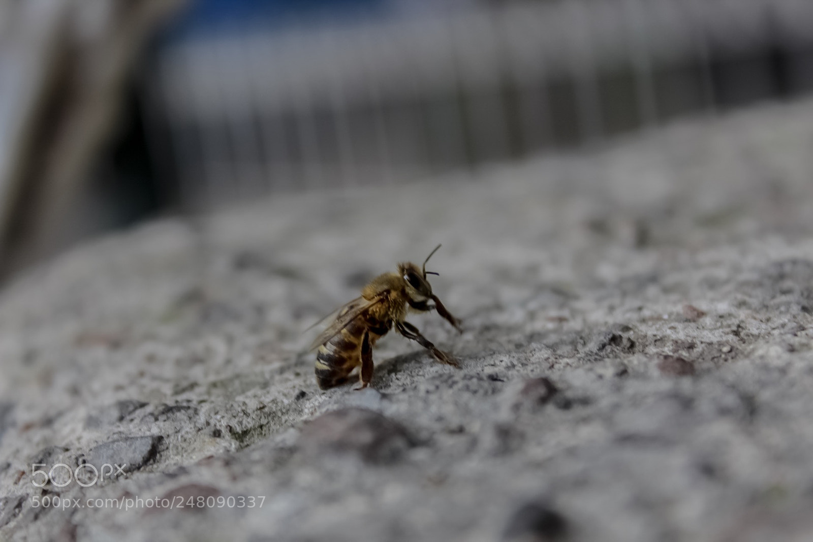 Canon EOS 1300D (EOS Rebel T6 / EOS Kiss X80) sample photo. Bee photography