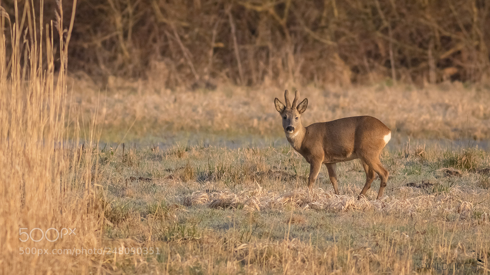 Canon EOS 80D sample photo. European roe deer photography